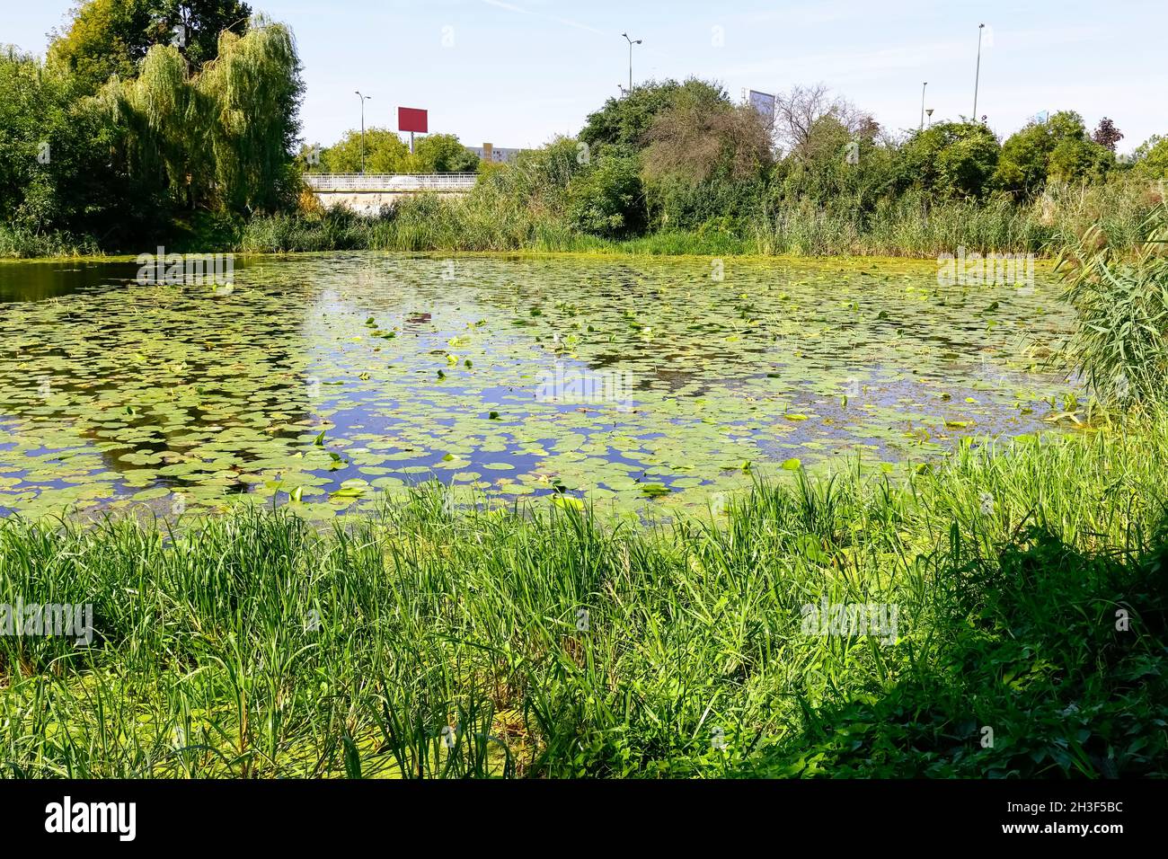 Lago con piante sulla riva è un parco naturale al centro del distretto abitativo di Goclaw a Varsavia in Polonia. Foto Stock