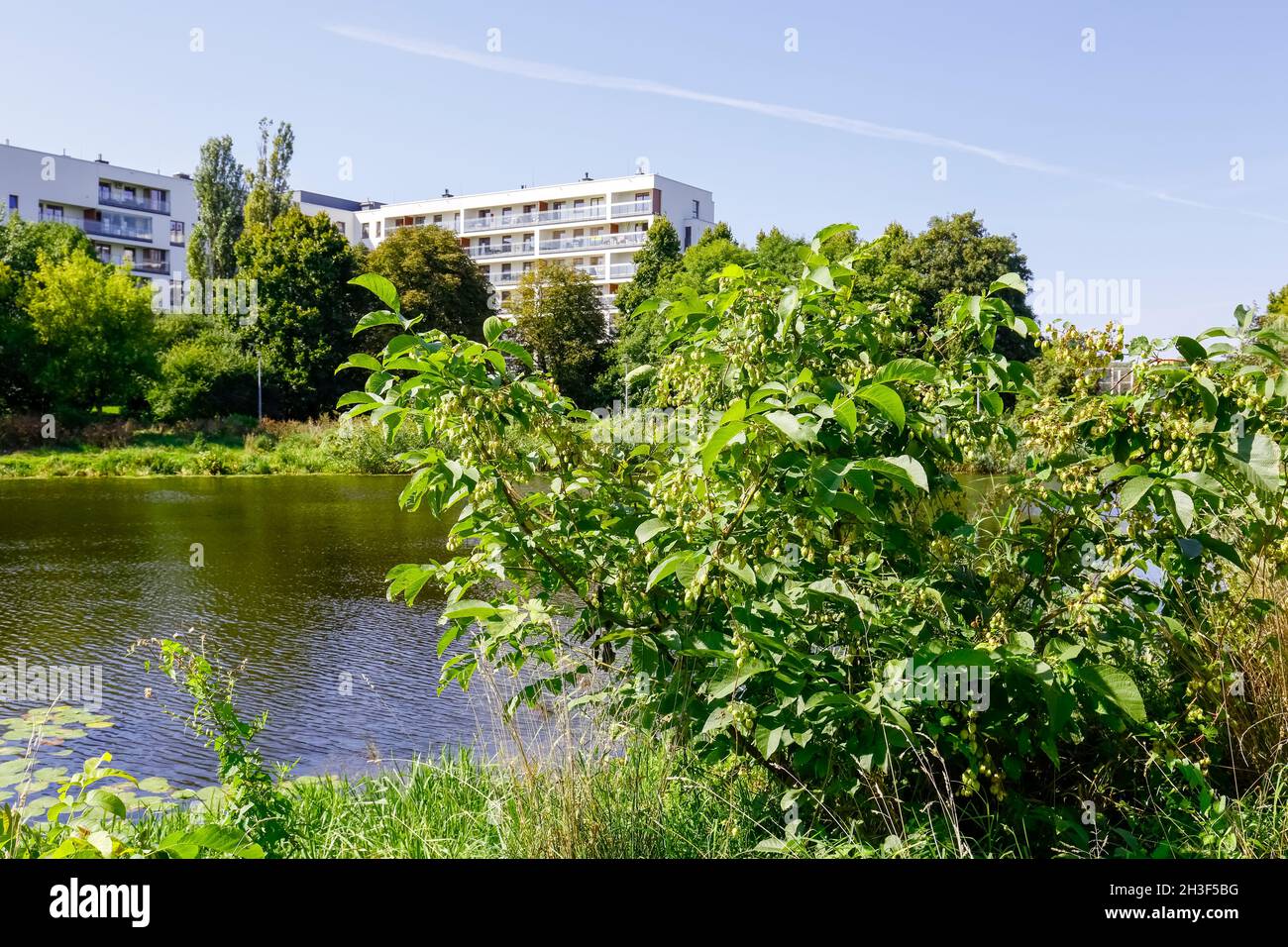 Lago con piante sulla riva è un parco naturale al centro del distretto abitativo di Goclaw a Varsavia in Polonia. Foto Stock