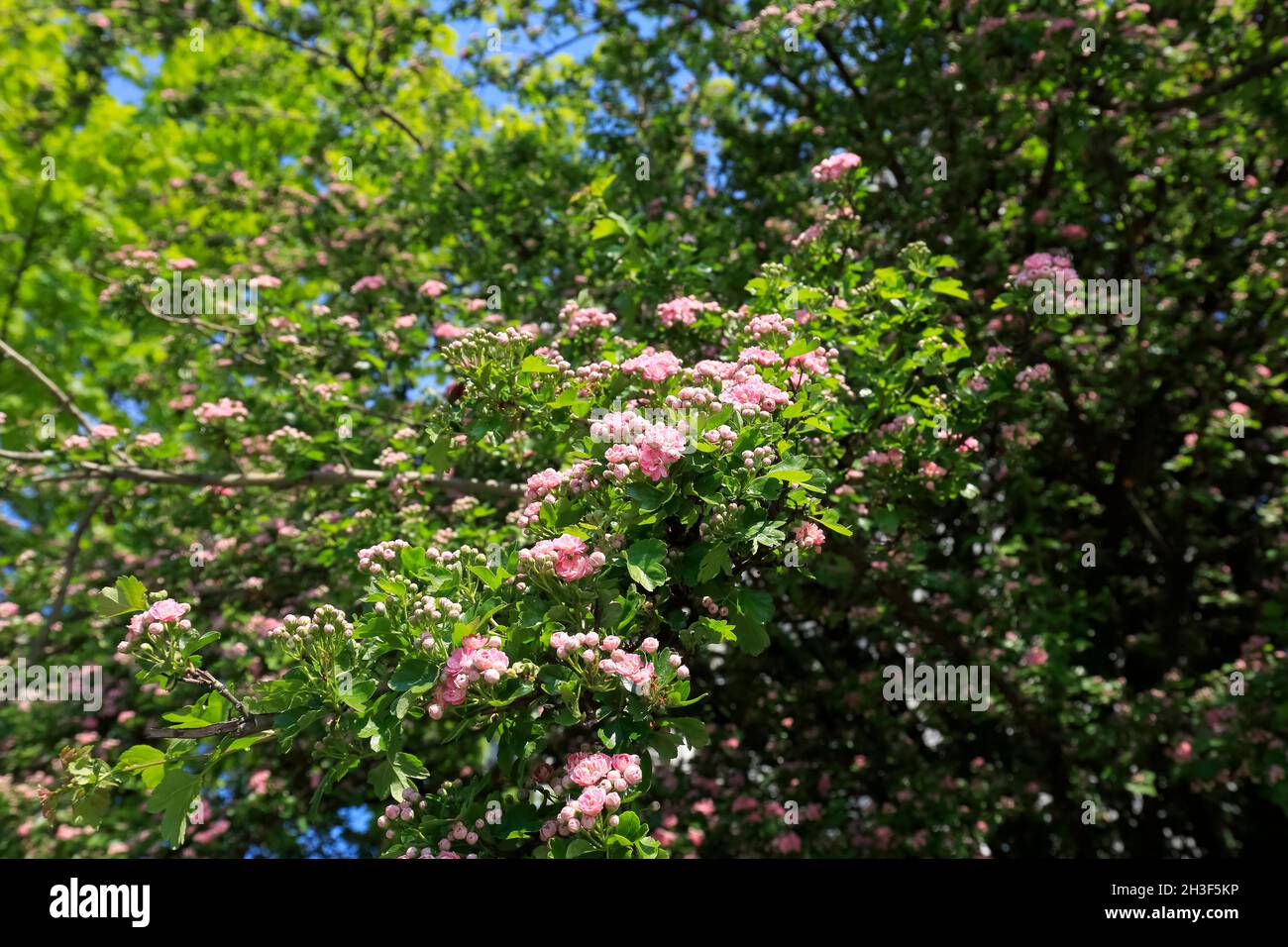 L'albero di biancospino cremisi in fiore è visibile in primavera. Questo albero fiorito decora la tenuta di alloggio Goclaw a Varsavia. Foto Stock