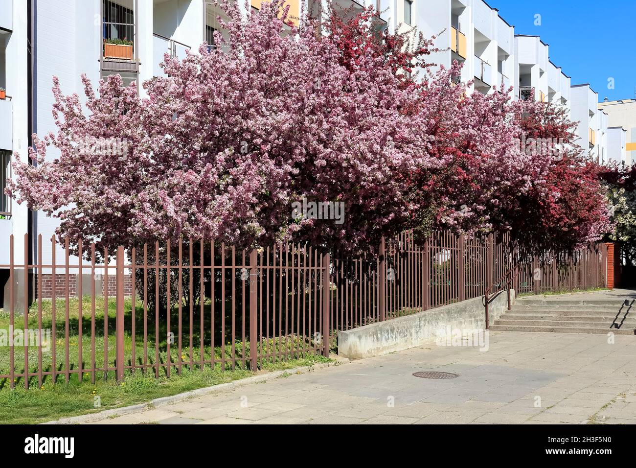Gli alberi fioriti crescono vicino a edifici multifamiliari in una proprietà immobiliare chiamata Goclaw a Varsavia. Foto Stock
