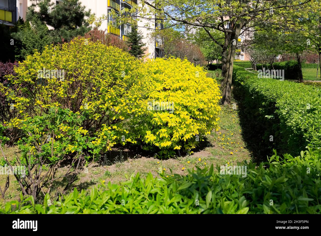 Una proprietà immobiliare a Varsavia, localmente conosciuta come Goclaw, è decorata con vegetazione lussureggiante che può essere visto qui in primavera. Foto Stock