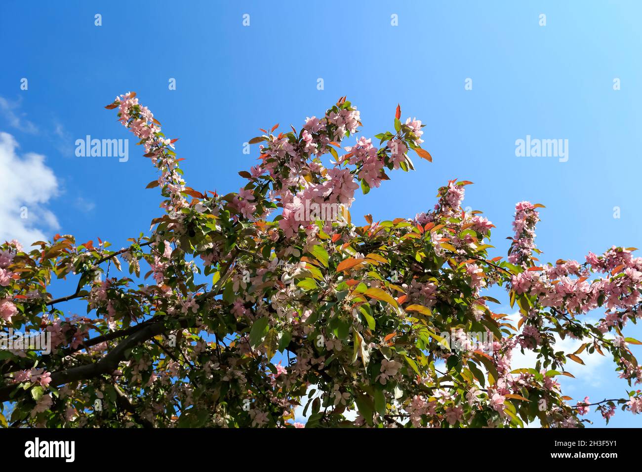 Ramoscelli di alberi con un sacco di fiori fioriti sono visibili contro un cielo blu. Foto Stock