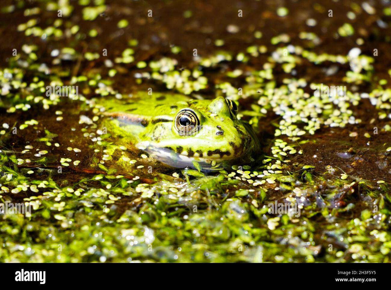 La rana verde in un laghetto si affaccia sull'acqua. Animali mimetizzazione. Anfibio. Foto Stock
