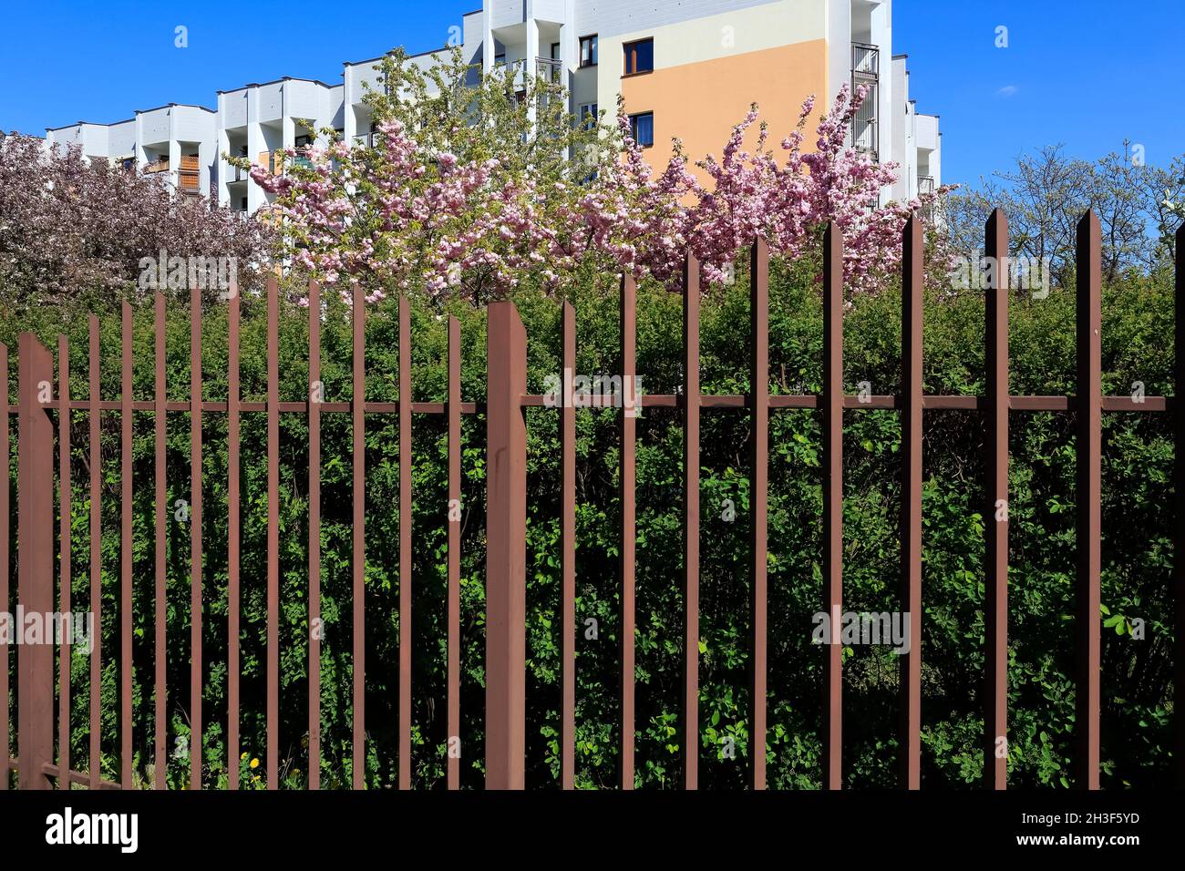 Dietro la recinzione si trova una siepe verde e un albero in piena fioritura di fiori rosa, e poco più avanti si trova un frammento di una grande multi-famiglia Foto Stock