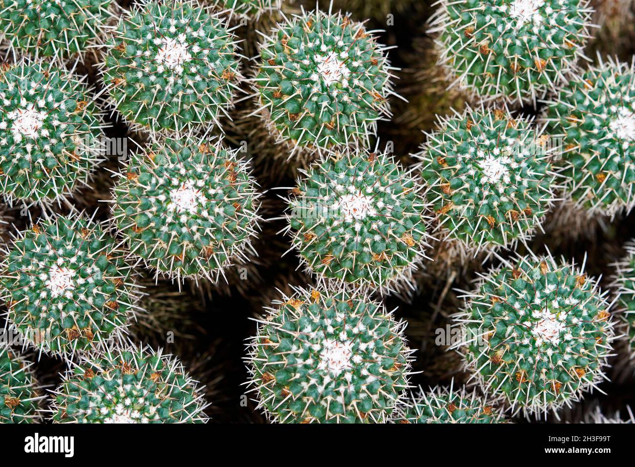 Primo piano dei cactus. Mammilaria cerroprieto. Sfondo verde con piante di cactus pungente. Foto Stock
