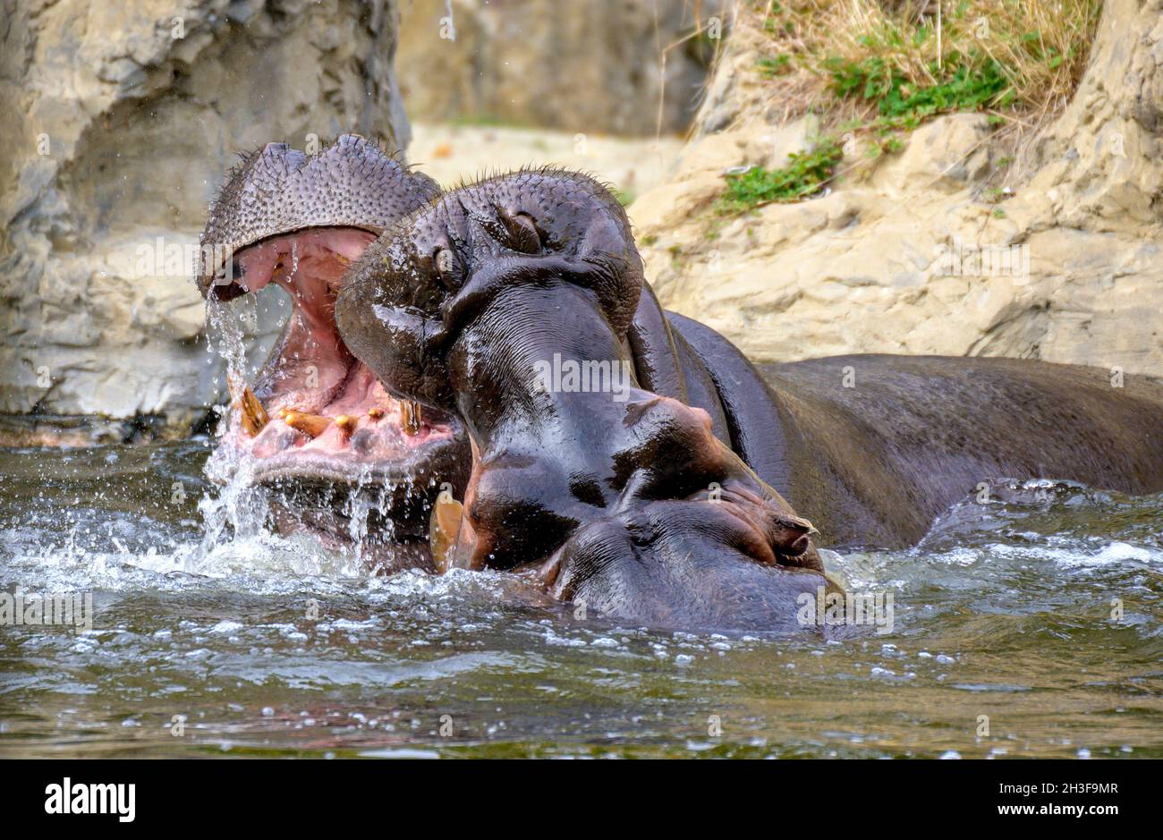 due cavalli di fiume in acqua minacciano con ampie bocche aperte Foto Stock