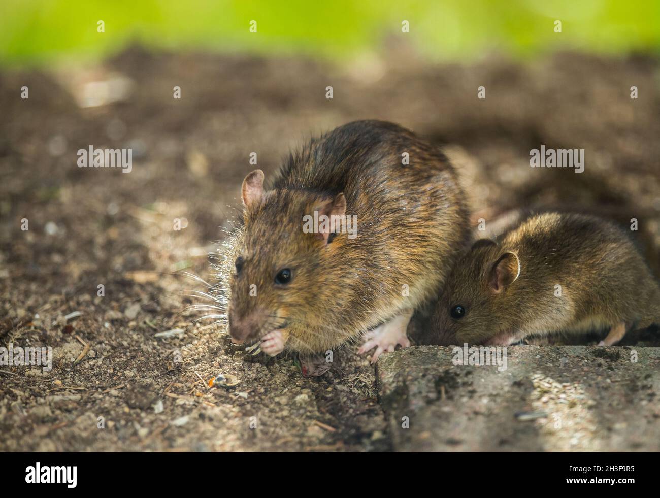 Femmina comune di ratto marrone (Rattus norvegicus) con il suo bambino Foto Stock