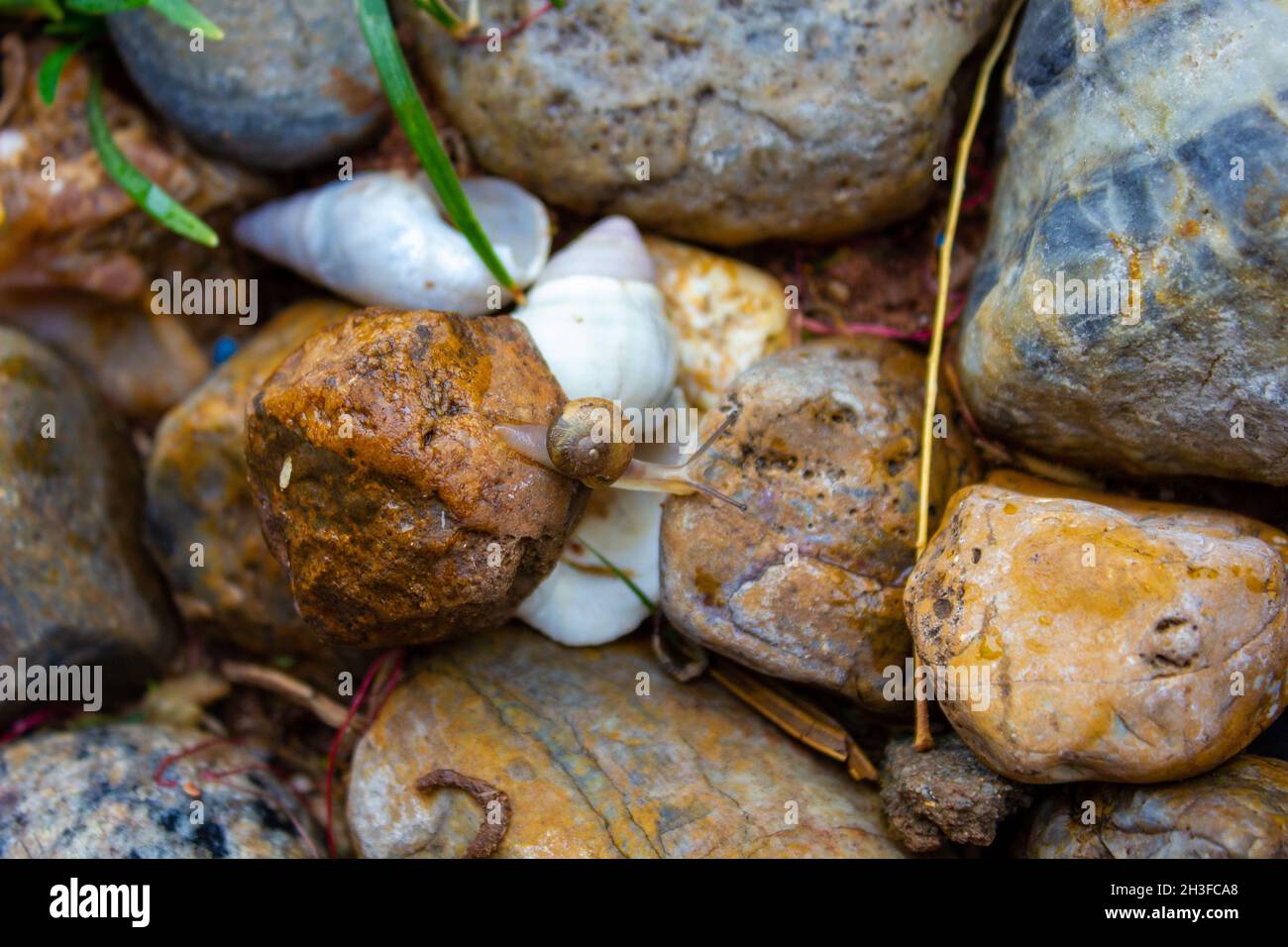 Lumaca che striscia da una roccia bagnata ad un'altra roccia Foto Stock