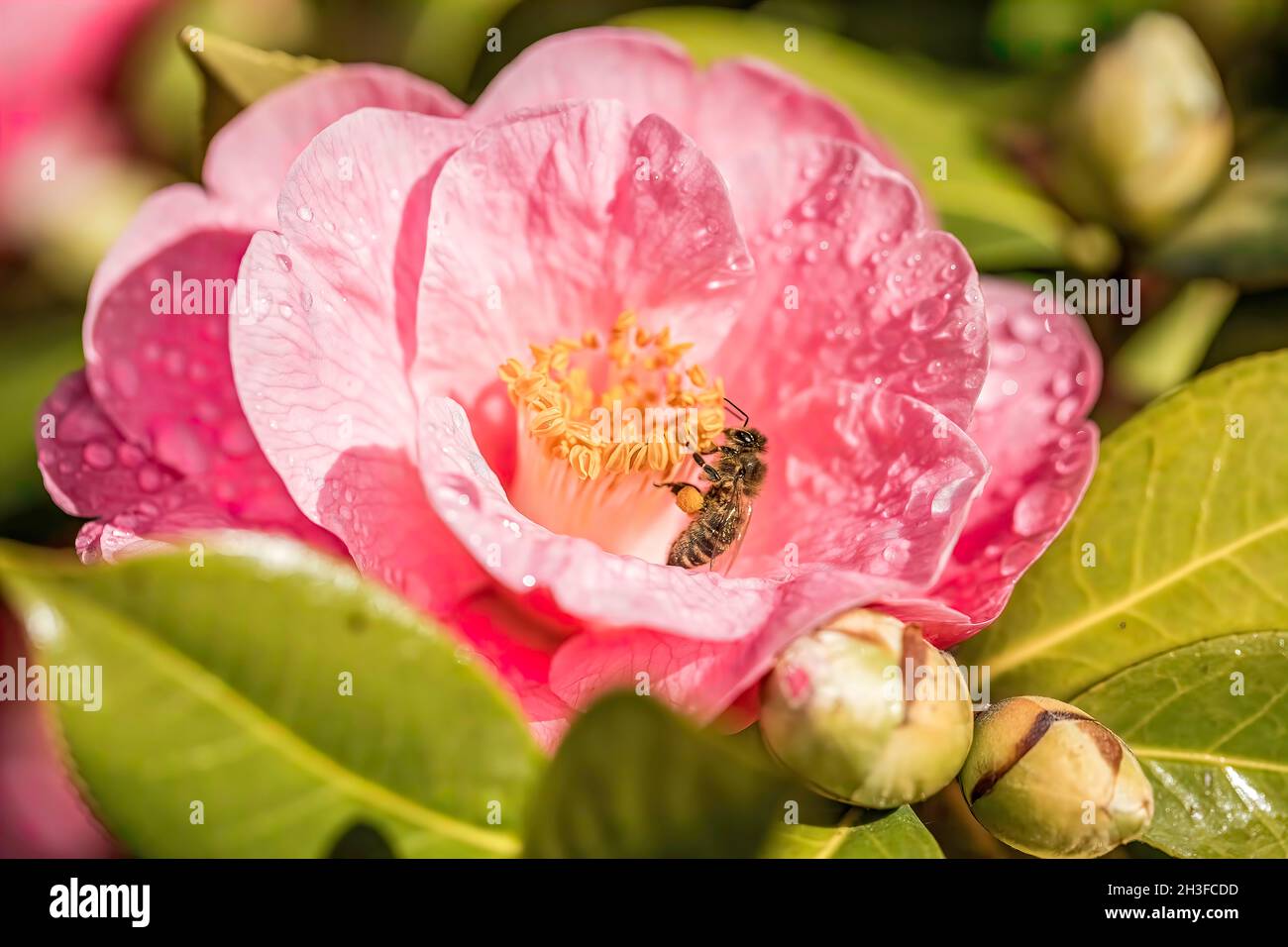 Ape seduta su fiore camellia Foto Stock