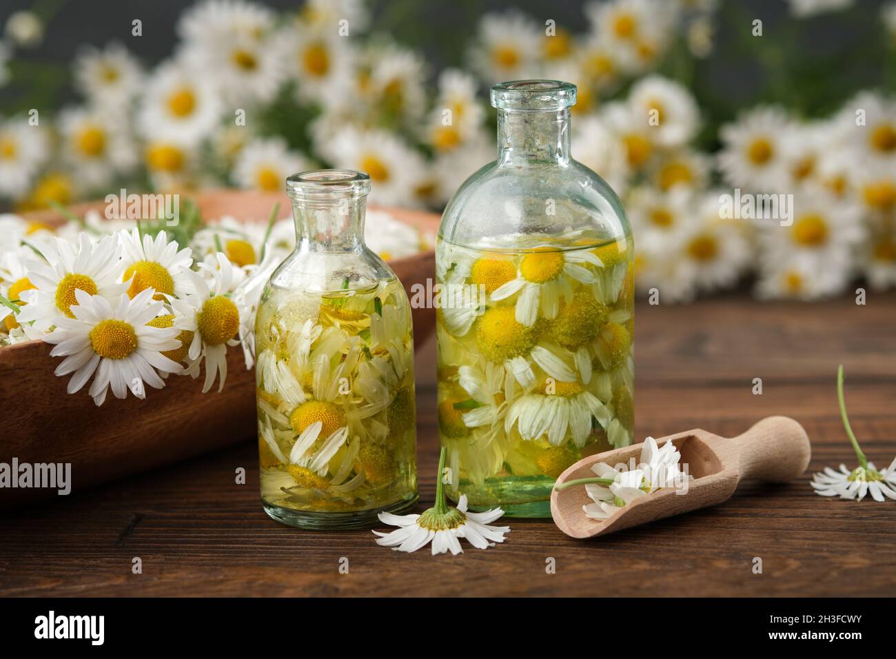 Bottiglie di olio essenziale di camomilla o infusione, mazzo di camomilla e ciotola di fiori a margherita sullo sfondo. Medicina alternativa di erbe. Aromaterapia. Foto Stock