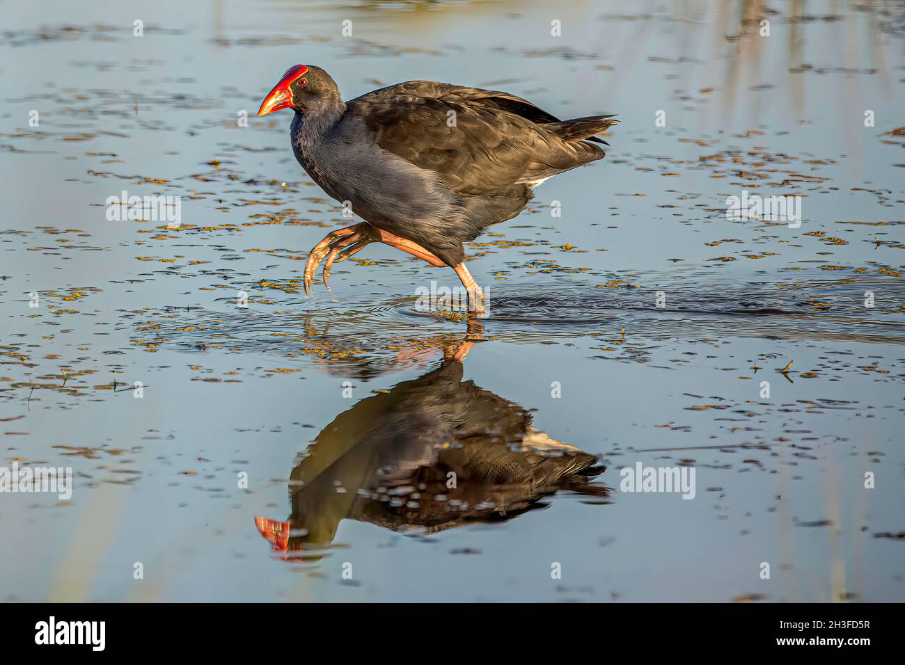 Uccello Swanphen viola a piedi nel lago d'acqua Foto Stock