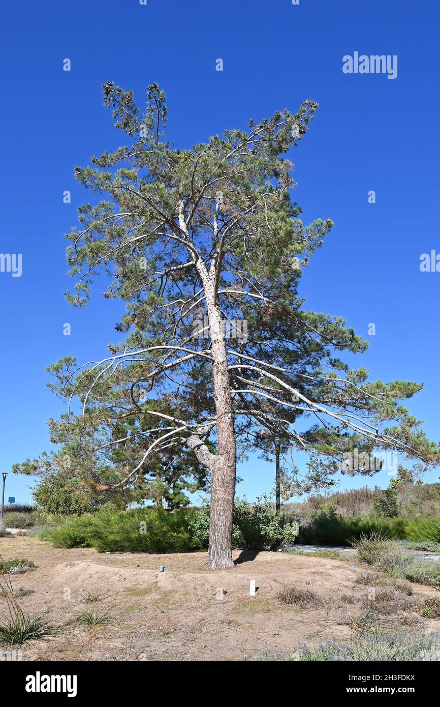 Paesaggio naturale lungo i Great Park Trails, 1.5 km di spazio per passeggiate a piedi e in bicicletta in tutta l'area di Upper Bee e Bosque, a Irvine, California Foto Stock