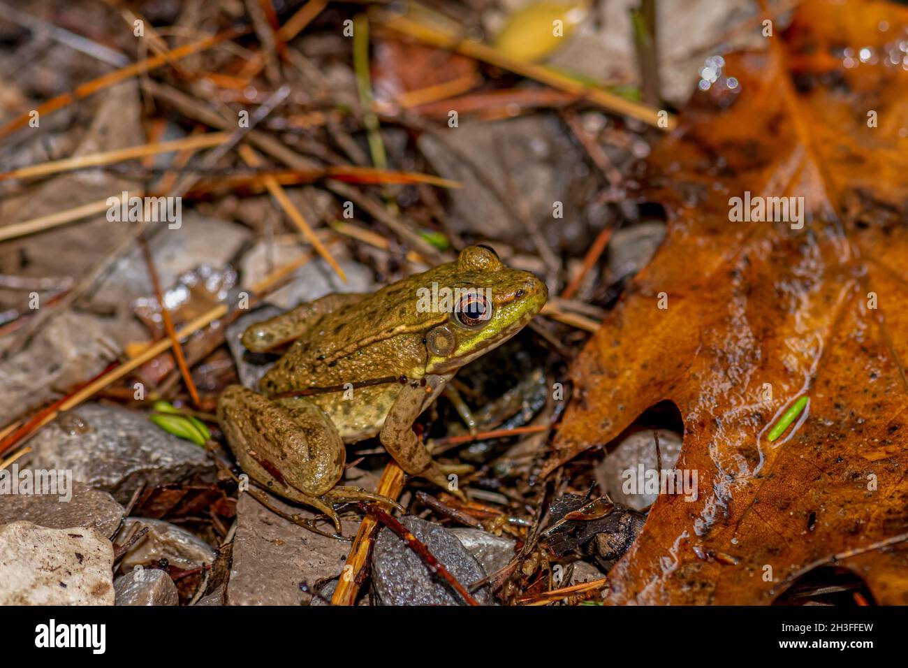 Una rana verde (Rana clamitans) nel Michigan, Stati Uniti. Foto Stock