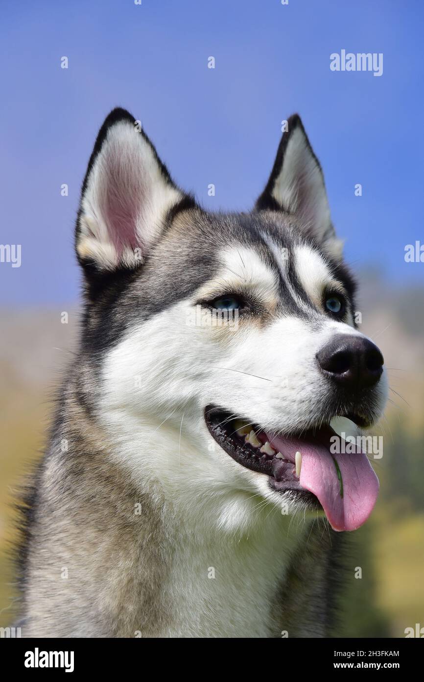 Ritratto di un Siberian Husky Foto Stock