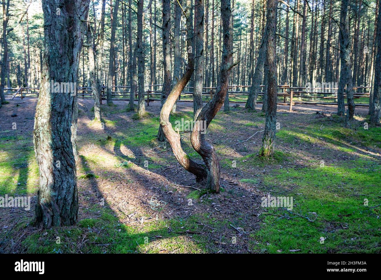 I tronchi inclinati e curvi di pini. Una foresta di conifere. Foresta danzante. Lo Spit curoniano, la regione di Kaliningrad, la Russia. Foto Stock
