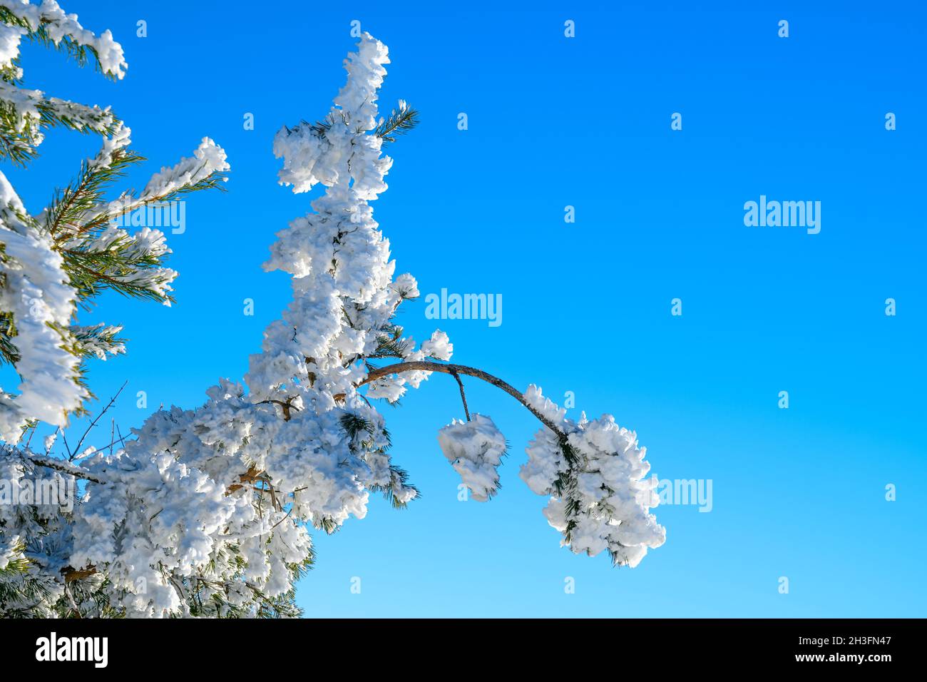 Ramoscelli coperti di neve, scintillanti dal sole d'inverno, contro il cielo blu - 3 Foto Stock