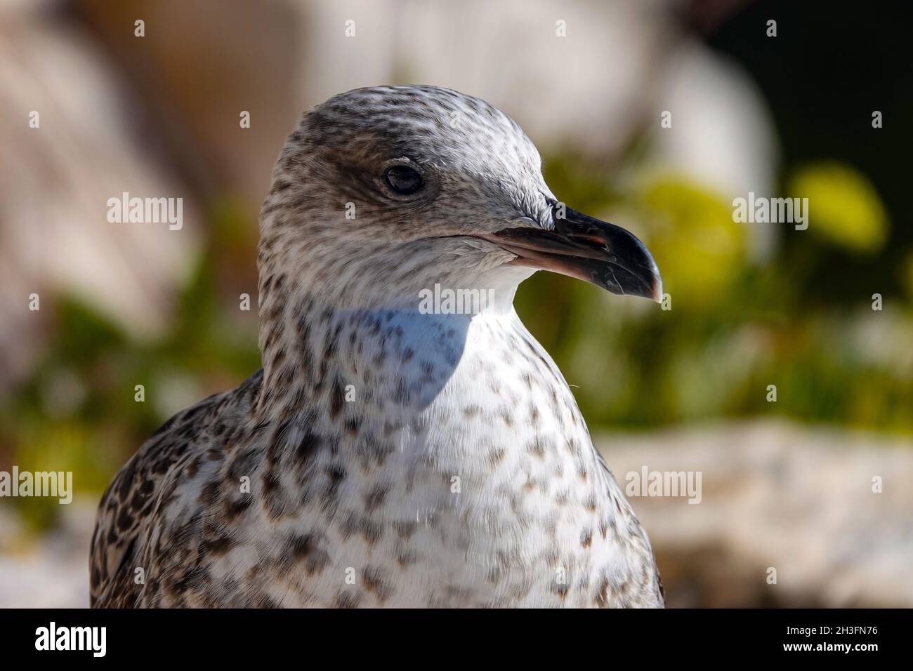 Testa di gabbiano immaturo, gabbiano guardando la telecamera, Rovigno, Croazia Foto Stock