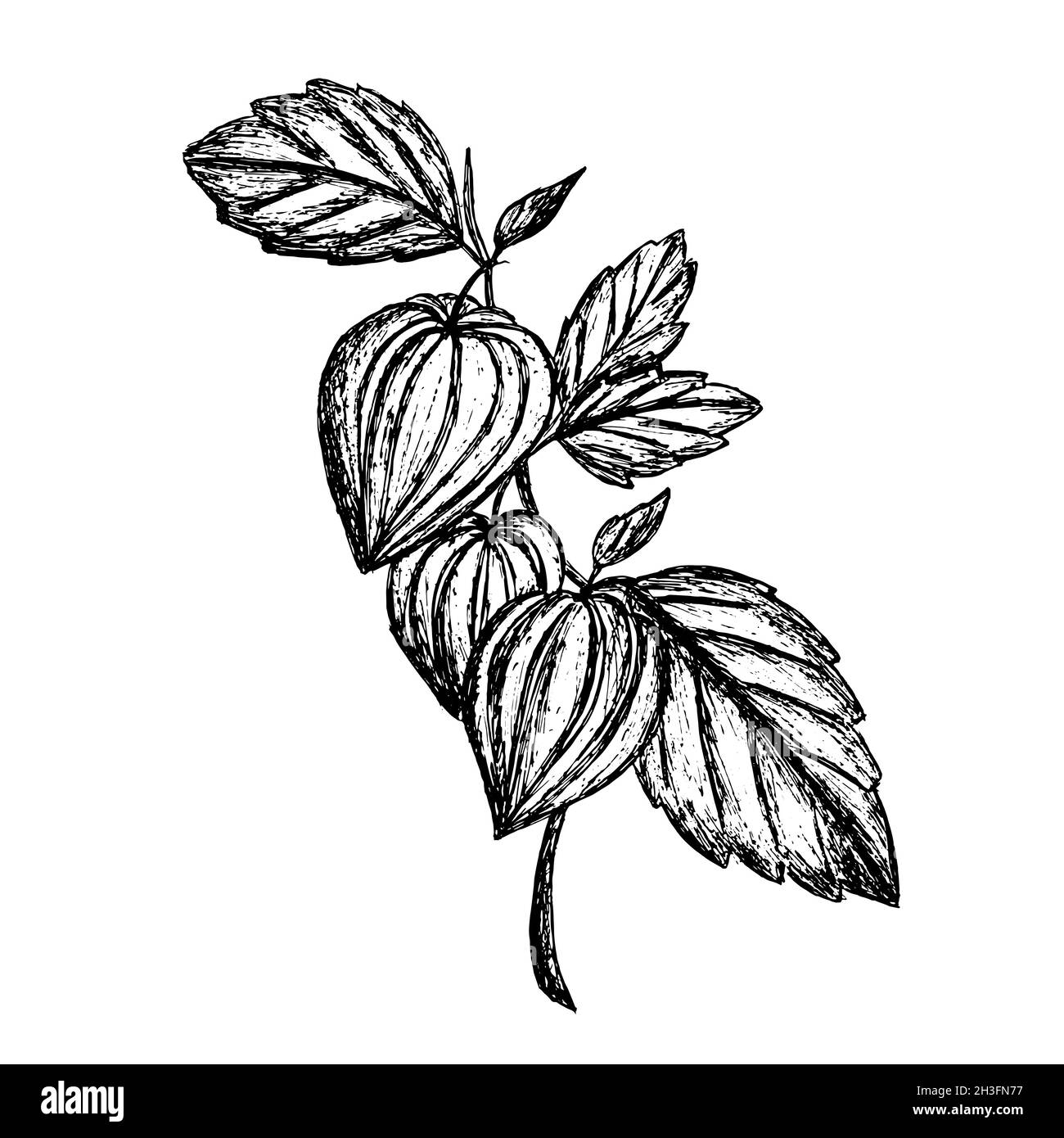 Physalis ramo con frutta e foglie su uno sfondo isolato. Disegno a mano. Elementi di design per cartoline, imballaggi, striscioni o. Illustrazione Vettoriale