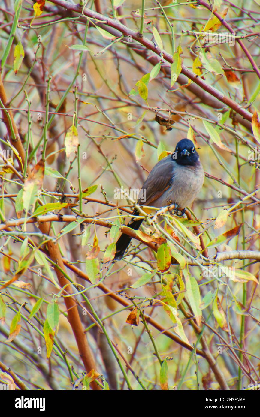Un Bulbul nero-crestato su ramo in natura Foto Stock