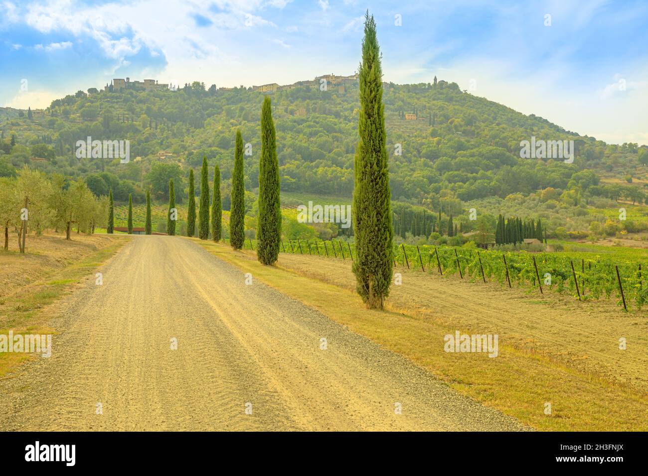 Toscana in Italia: Alberi di pioppo sulla strada di campagna del borgo viticolo di Montalcino nella campagna italiana. Vigneti appennini Toscani-Emiliani di Foto Stock