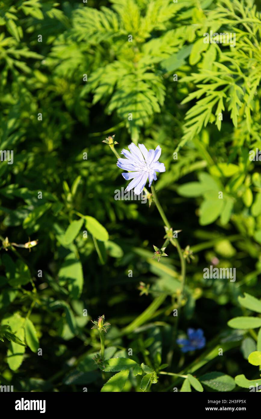 Fiore di cichorio blu in habitat naturale circondato da vegetazione lussureggiante. Questo fiore selvatico è utilizzato per una bevanda alternativa al caffè. Il verde non focalizzato lascia o Foto Stock