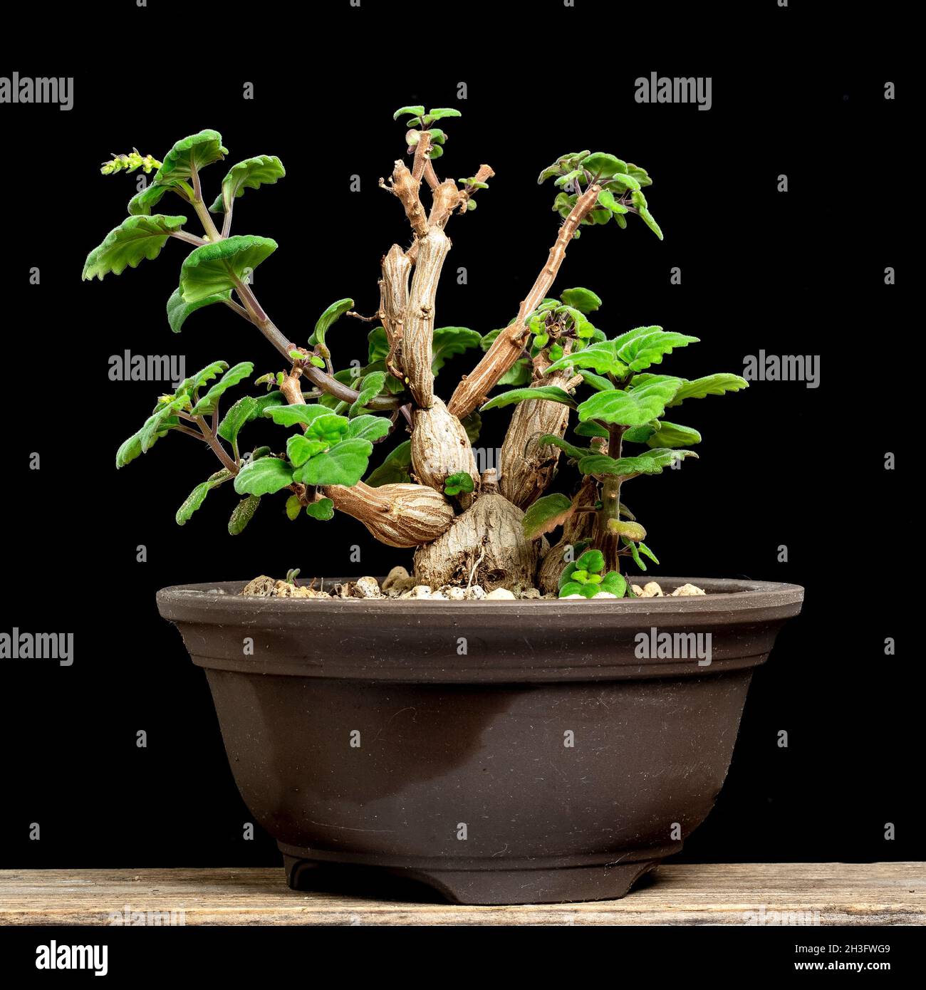 La zecca di Bonsai, Plectranto ernstii, un succulento sempreverde con i gambi gonfi del Sud Africa, che cresce in una pentola di bonsai. Famiglia Lamiaceae Foto Stock