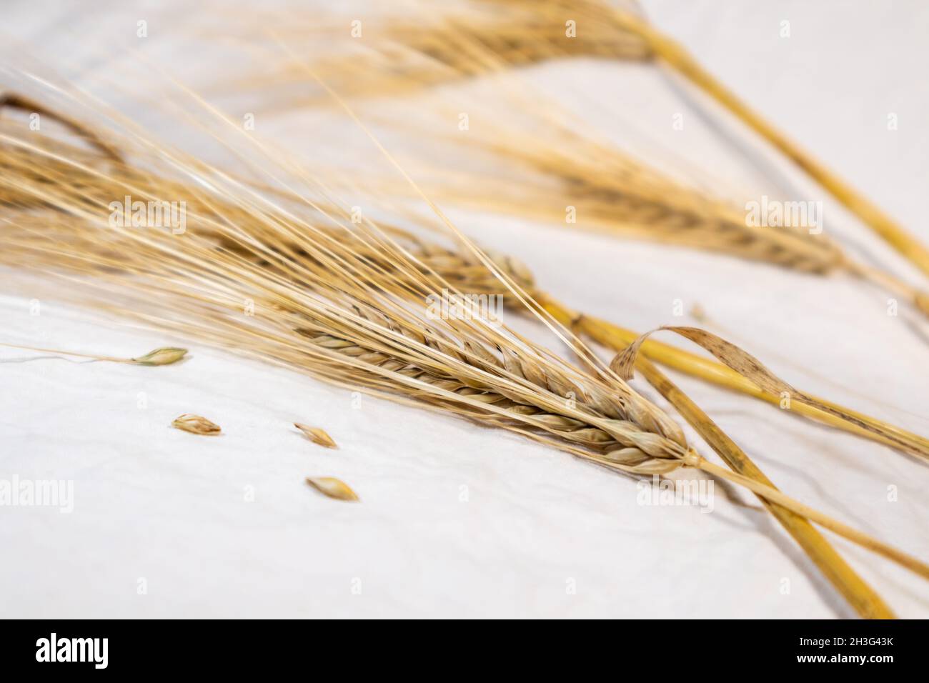 Il grano dorato punta le orecchie su un panno bianco primo piano con sfondo sfocato. Agricoltura chicchi di cereali, raccolto da campo estivo Foto Stock