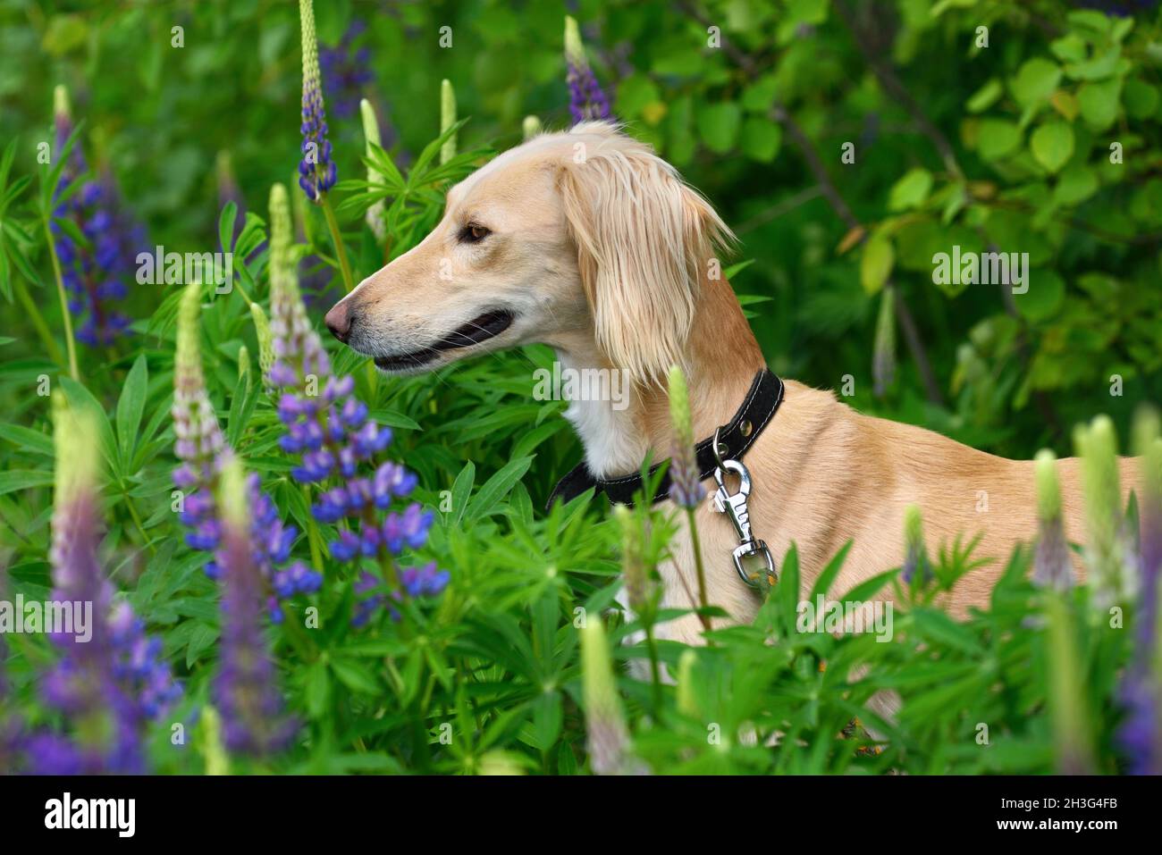 Caccia borzoi cane Saluki o kazakh grigiastra Tazi in foresta con fiori estivi Foto Stock