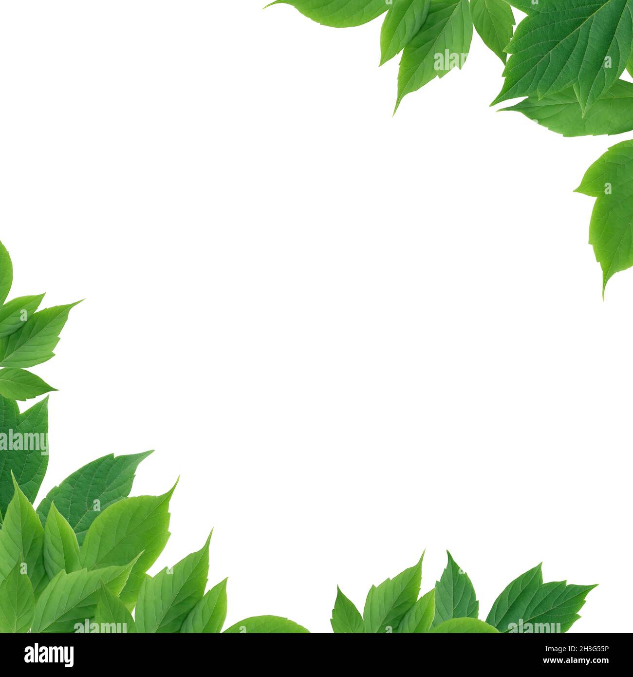 Belle foglie verdi come cornice immagine su sfondo bianco Foto stock - Alamy