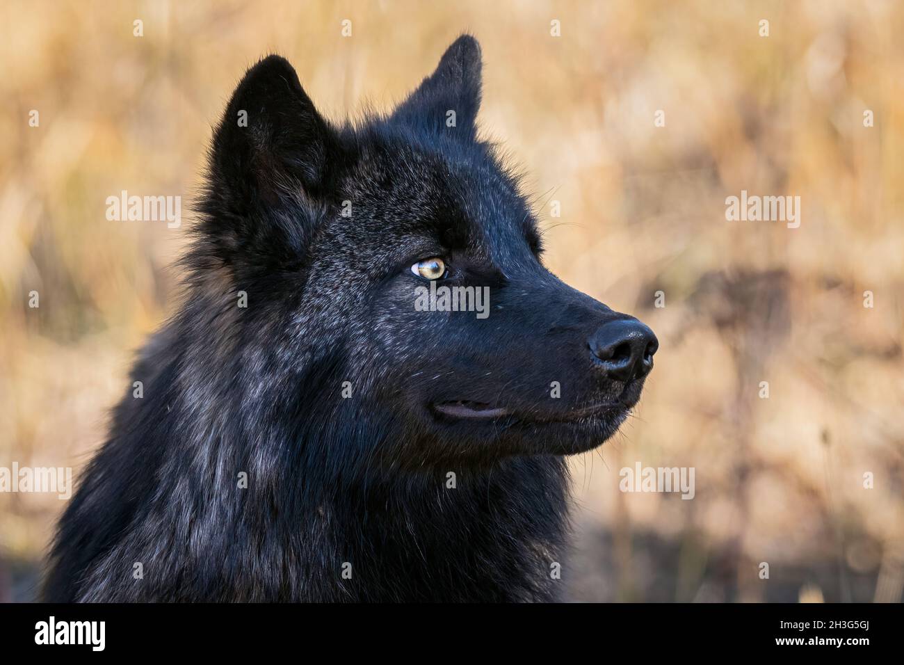 Lupo nero Foto Stock