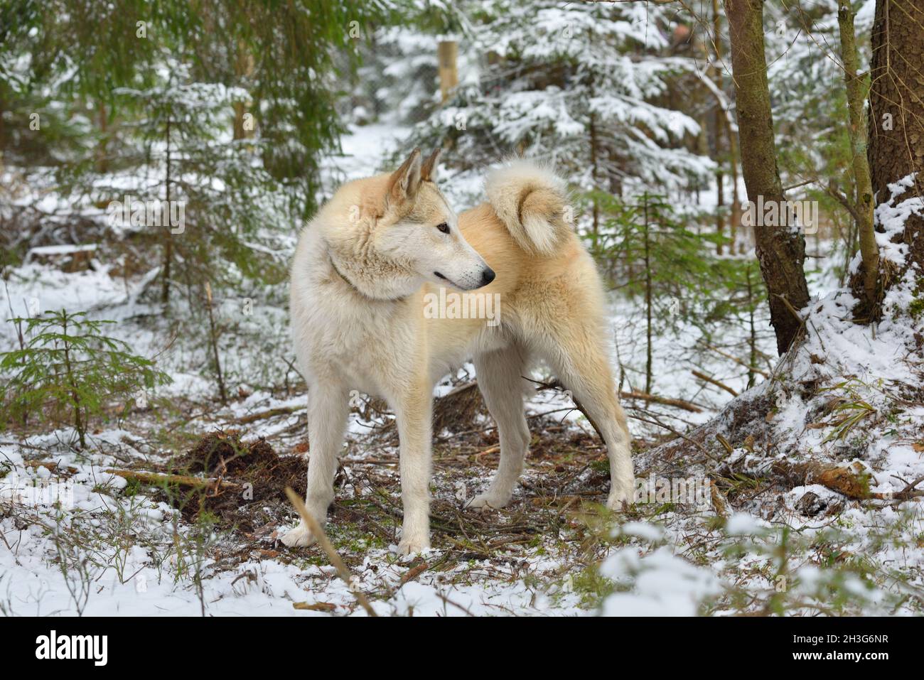 Caccia West Siberian Laika in piedi in una foresta invernale Foto Stock