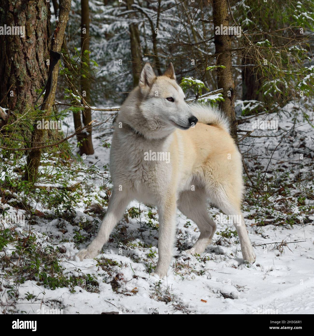 Caccia con Laikas Siberiano occidentale in una foresta di neve Foto Stock