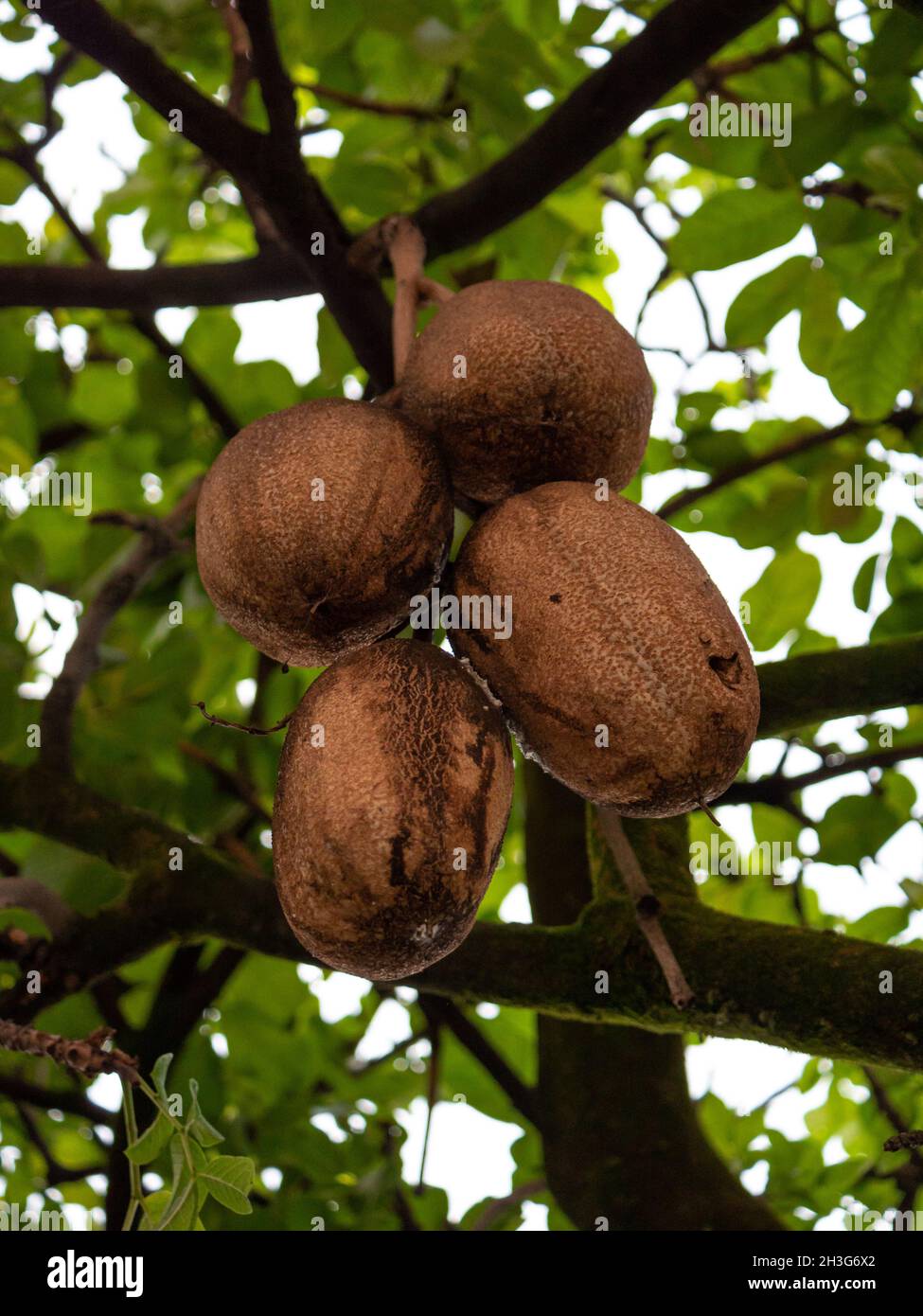 Il Sapote Mamey (Pouteria sapota), un fuit come un Coco Hanging nell'albero Foto Stock