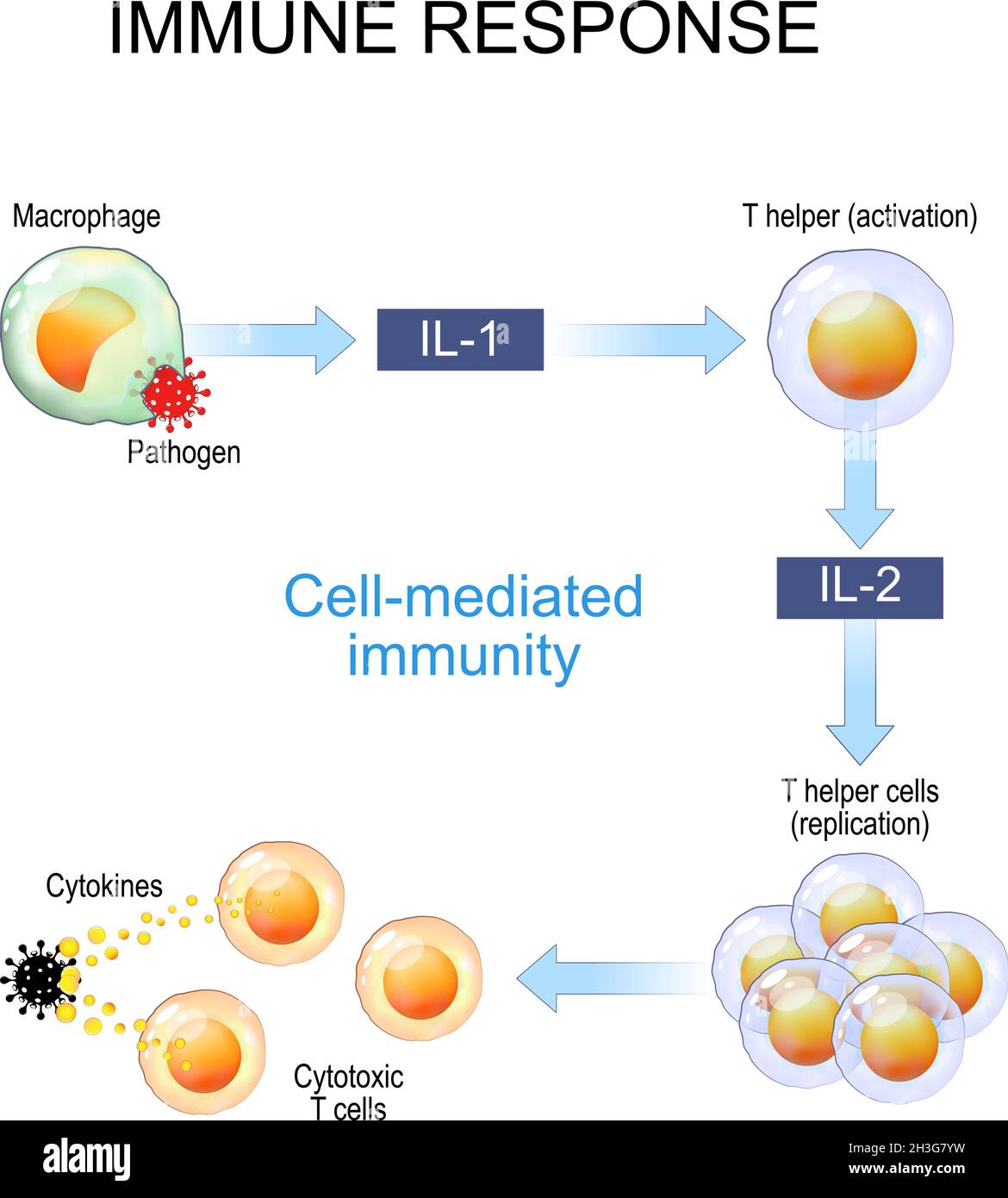 Risposta immunitaria e presentazione dell'antigene. L'immunità mediata da cellule è una risposta immunitaria che non coinvolge anticorpi. Attivazione cella T. Vettore Illustrazione Vettoriale