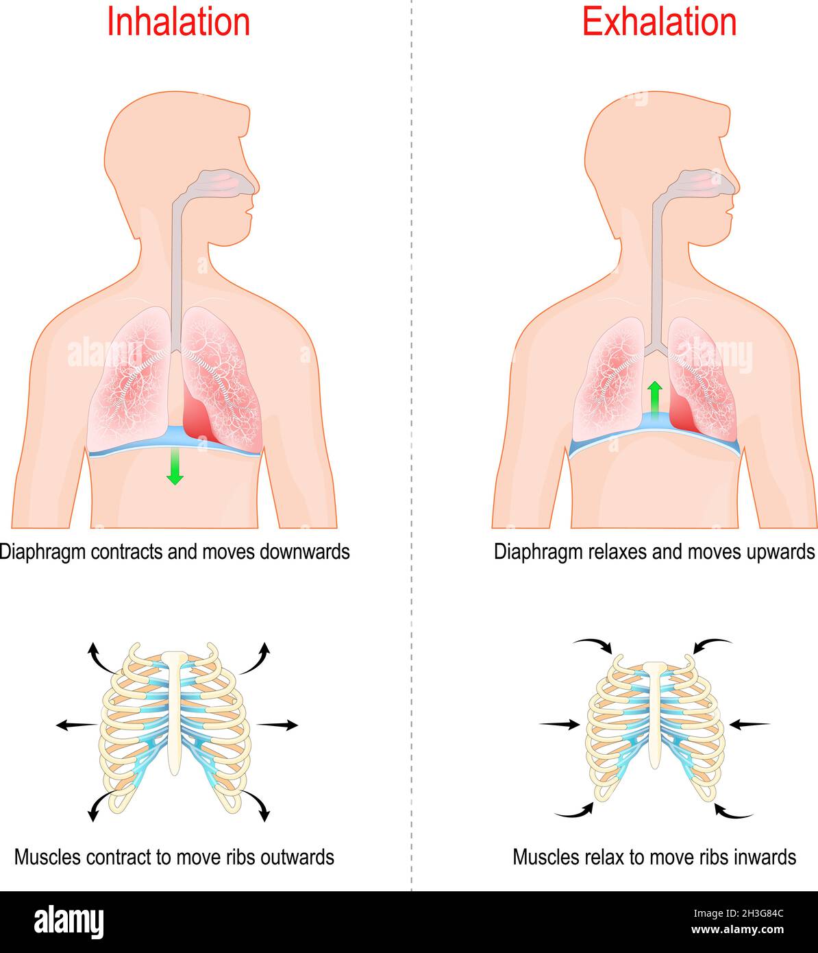 Ciclo di respirazione, inspirazione ed espirazione. Ruolo del diaframma e dei muscoli intercostali (costole e torace) nello scambio di gas nei polmoni Illustrazione Vettoriale