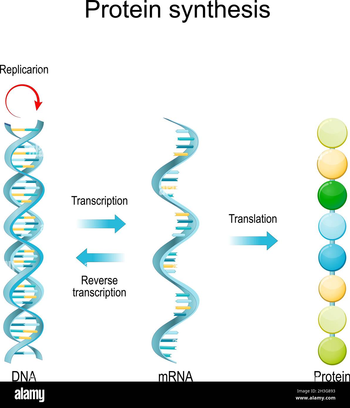 Replicazione del DNA, RNA, mRNA, sintesi proteica, trascrizione e traduzione. Funzioni biologiche del DNA. Geni e genomi. Codice genetico Illustrazione Vettoriale