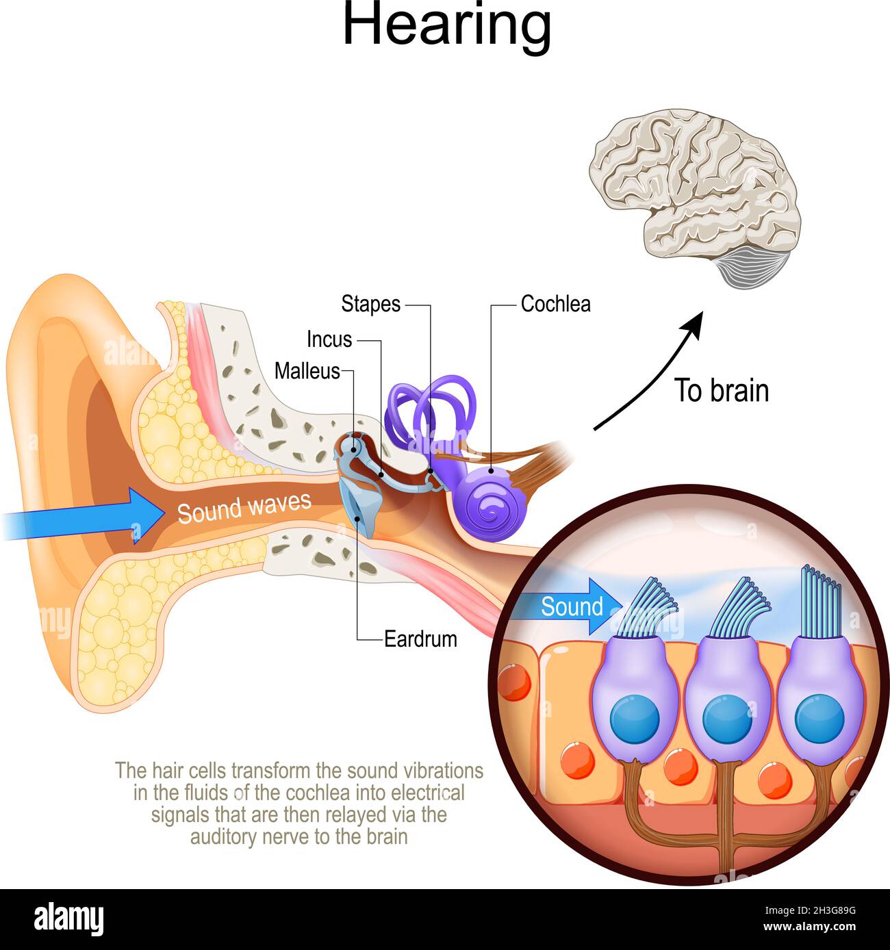 Udito. Sezione trasversale dell'orecchio umano con coclea. Primo piano delle cellule dei capelli che trasformano le vibrazioni sonore nei fluidi della coclea Illustrazione Vettoriale