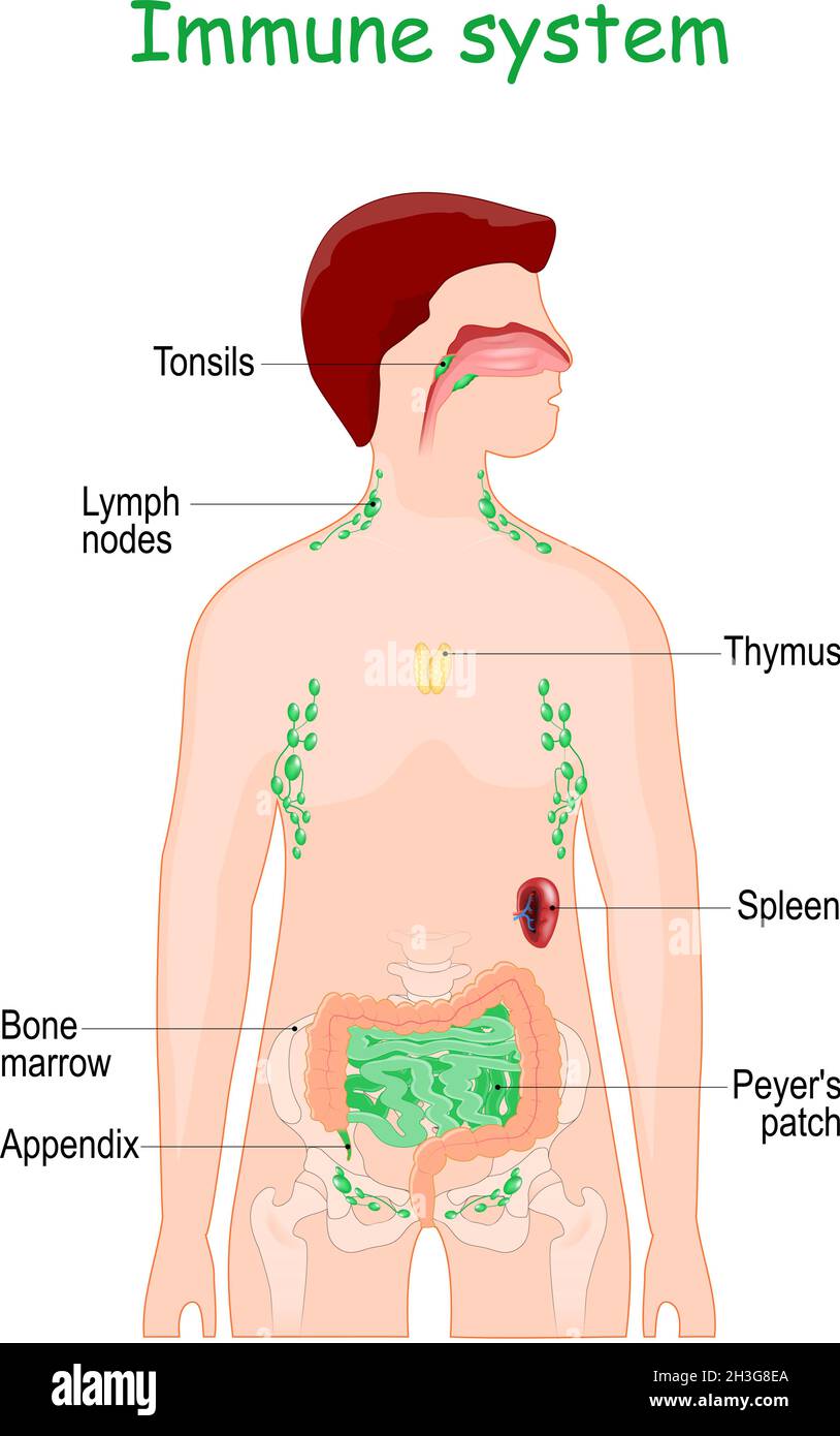 Sistema immunitario o linfatico. Organi linfoidi interni umani per la risposta immunitaria. Cerotto di Peyer nell'intestino tenue, tonsille, midollo osseo, appendice Illustrazione Vettoriale