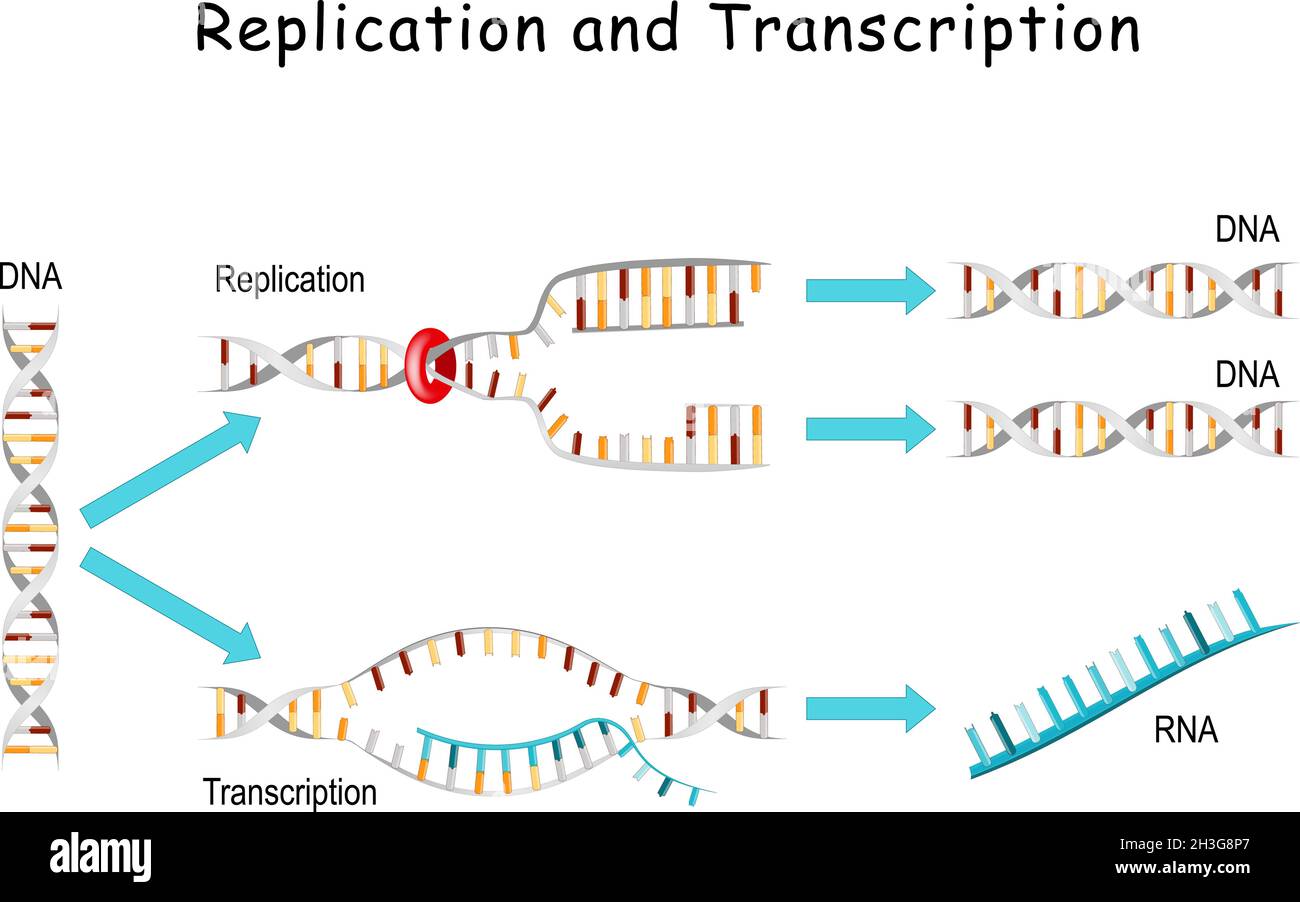 Replicazione e trascrizione del DNA. Confronti e differenze. Replicazione - produzione di due repliche identiche da una molecola di DNA originale Illustrazione Vettoriale