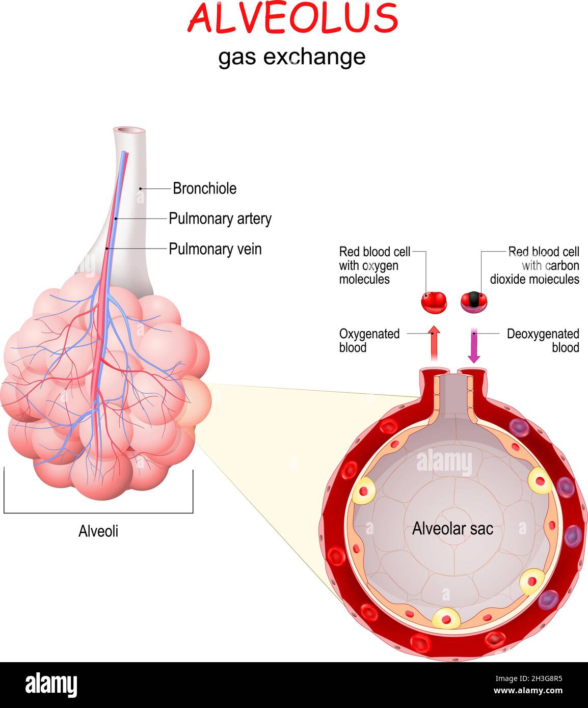 scambio di gas alveolare. Primo piano del sacco alveolare con vaso sanguigno e globuli rossi Illustrazione Vettoriale