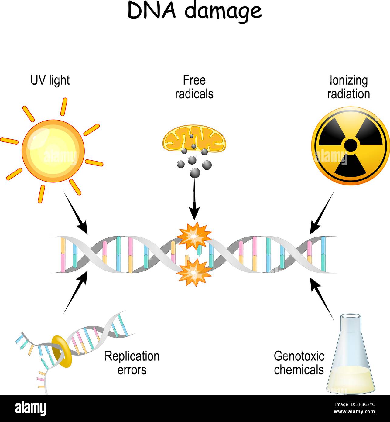 Danni al DNA. Il DNA può essere danneggiato tramite luce UV, radiazioni ionizzanti, prodotti chimici genotossici, radicali liberi ed errori di replicazione. Processo di invecchiamento Illustrazione Vettoriale
