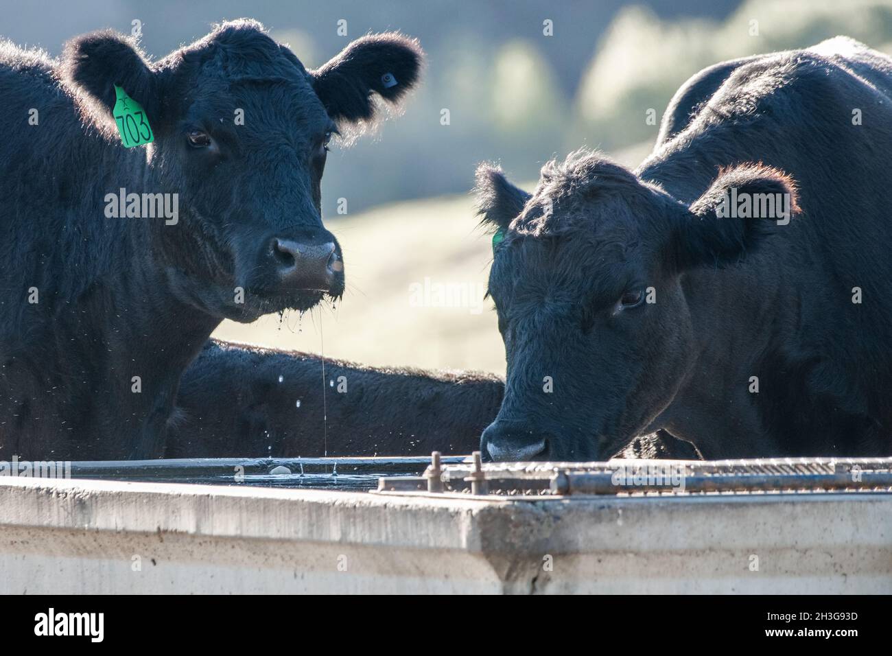 Bestiame domestico nero angus bere acqua durante un'onda di calore nelle colline della California sul mantello occidentale degli Stati Uniti. Foto Stock