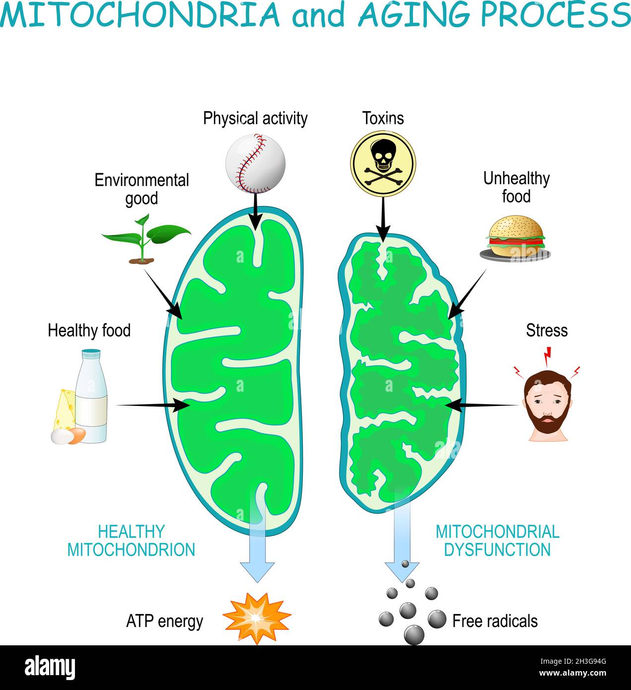 Mitocondri e processo di invecchiamento. I mitocondri sani sono prodotti di energia ATP, organelli cellulari con prodotti di disfunzione di radicali liberi. Illustrazione Vettoriale