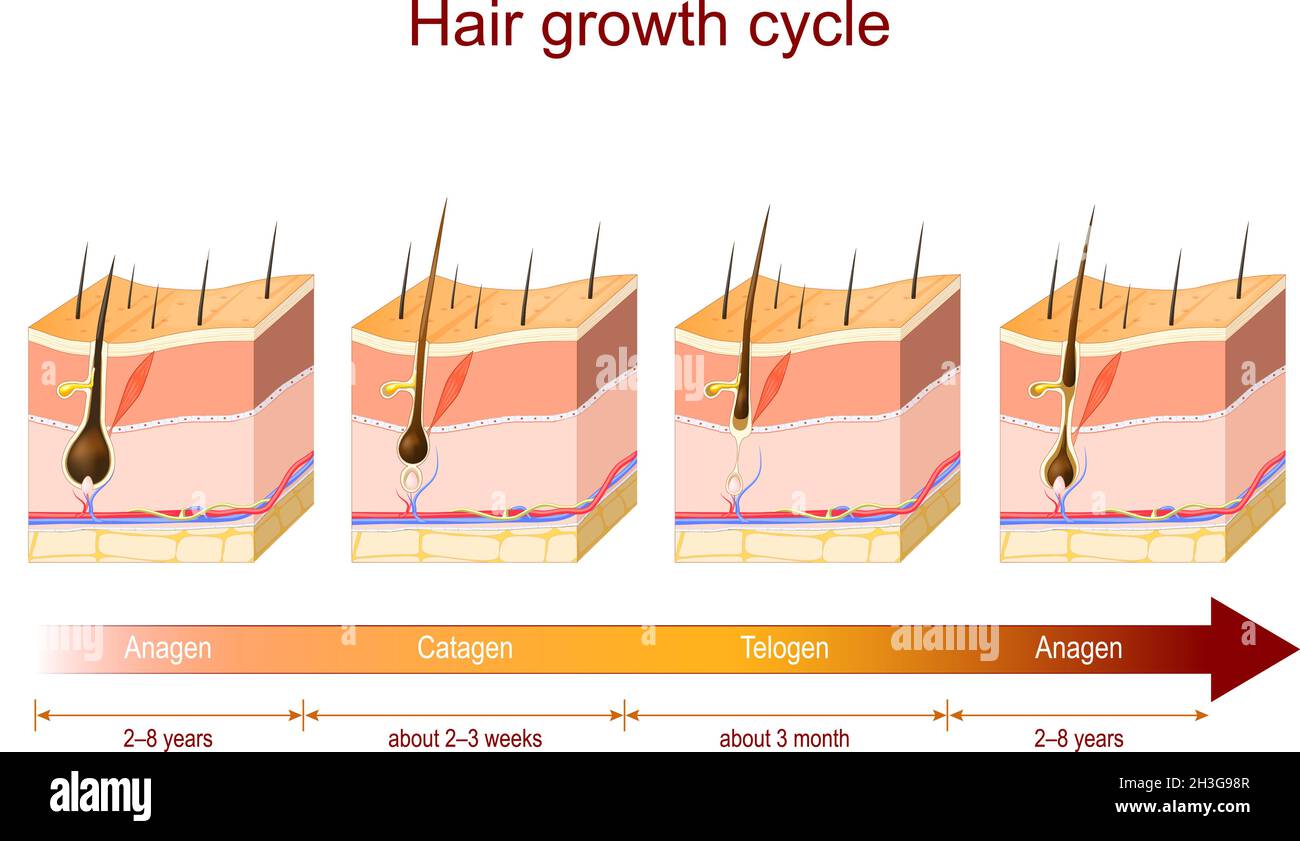 Ciclo di crescita dei capelli da anagen a catagen, e telogen. Poster sulla fase di crescita dei capelli per l'istruzione e l'uso medico. Sezione trasversale dei livelli Illustrazione Vettoriale