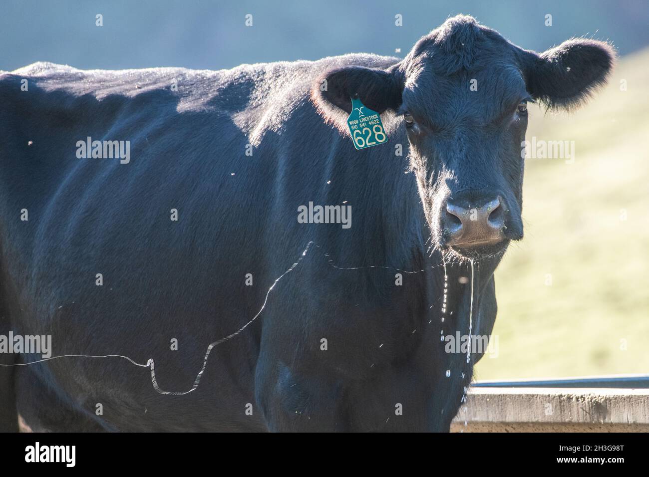 Vacca domestica con la speziata che cade dalla sua bocca e che vola attraverso l'aria. Una vacca nera di angus dalla California. Foto Stock