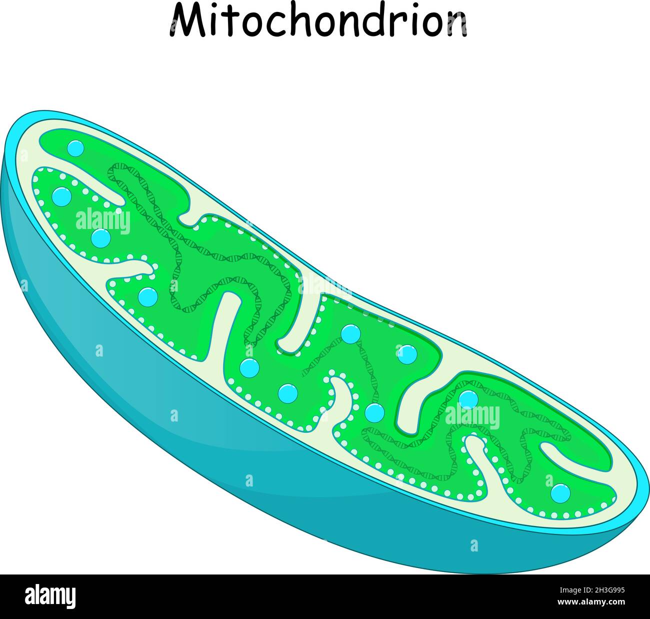 Mitocondri. Struttura e anatomia di un mitocondrio. Icona vettoriale Illustrazione Vettoriale