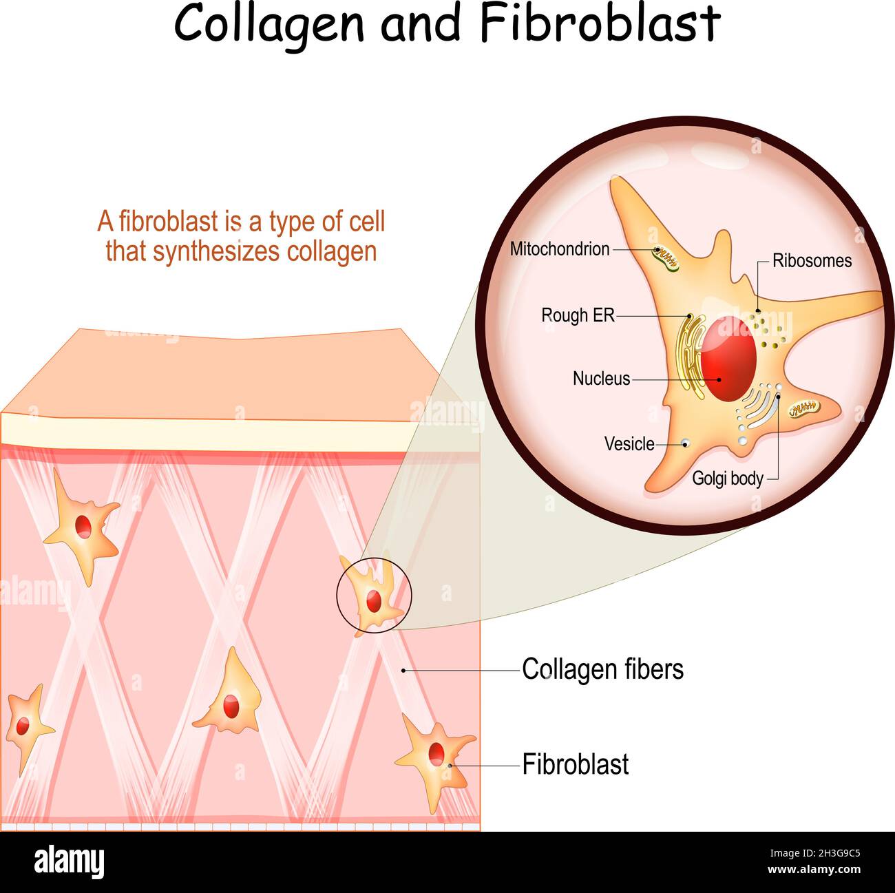 Collagene e fibroblasti. Pelle con fibre di collagene e cellule che sintetizzano collagene. Primo piano della struttura dei fibroblasti Illustrazione Vettoriale