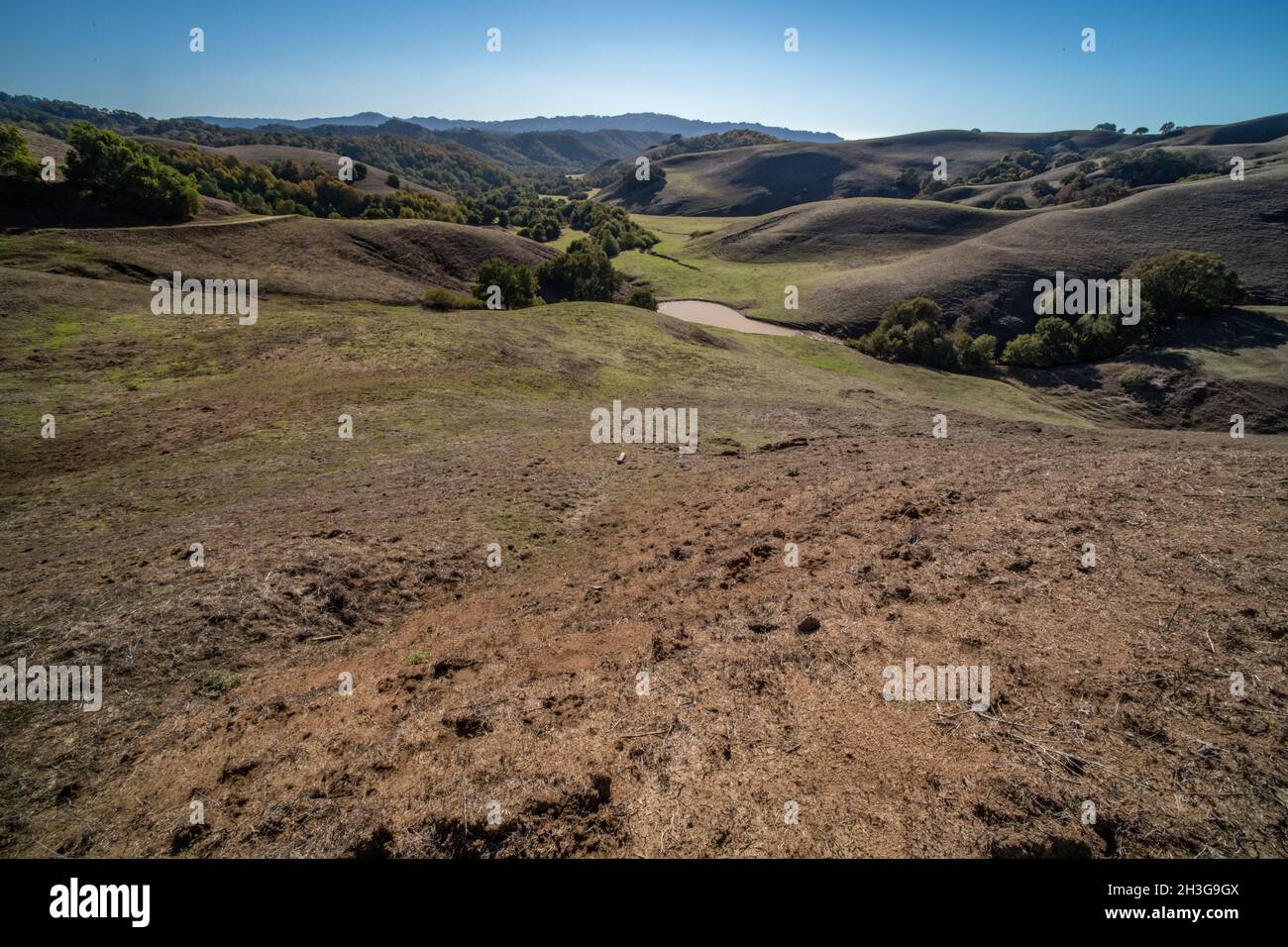 Le dolci colline erbose della California sulla costa occidentale degli Stati Uniti in Nord America. Foto Stock