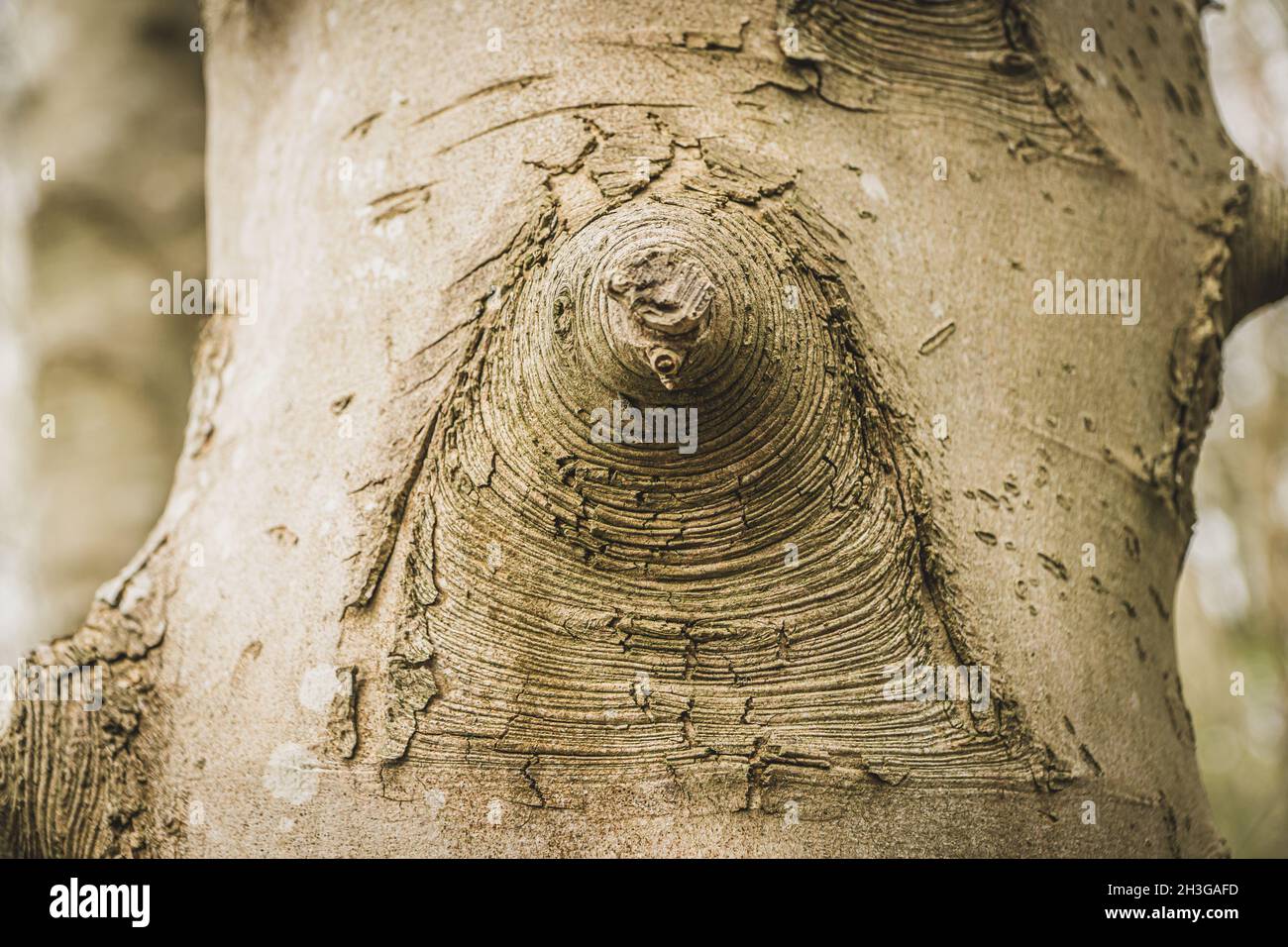 Primo piano del nodo sul tronco dell'albero Foto Stock