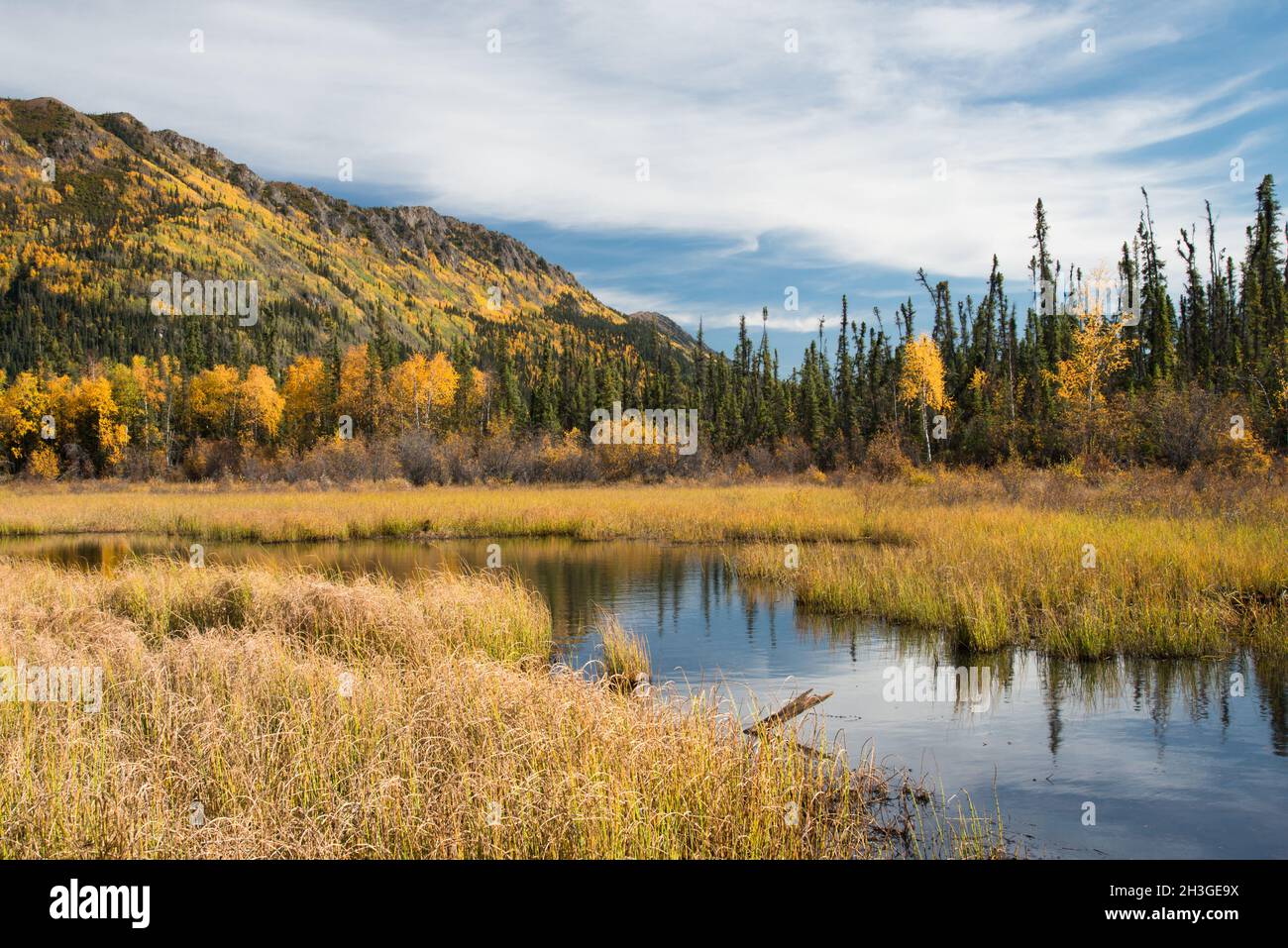 Una raffica di colori autunnali lungo l'autostrada Alaskan nel territorio dello Yukon, Canada. Foto Stock